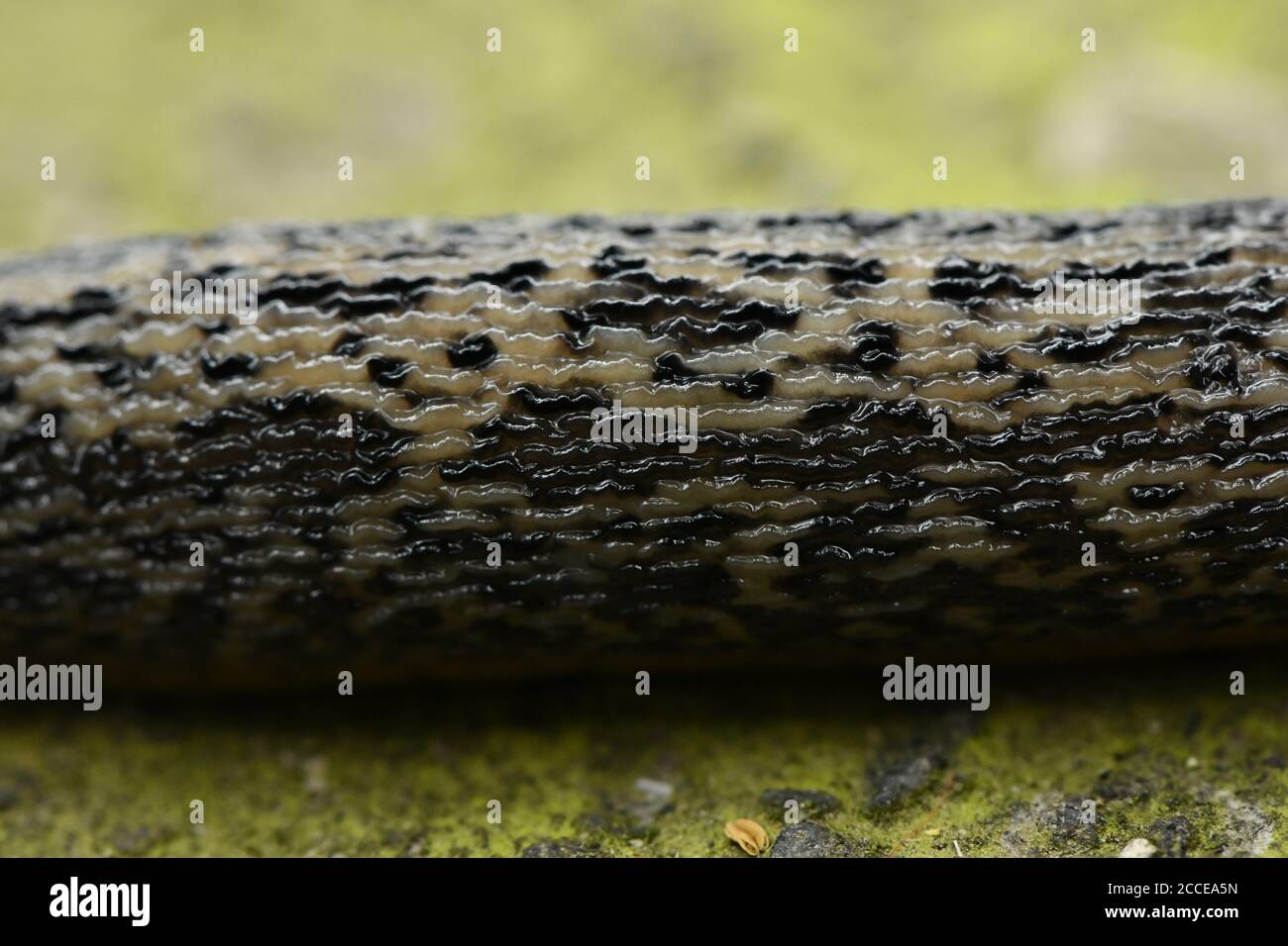 Motivo texture di leopardo slug, nome latino (Limax maximus) su sfondo di pietra. Foto ad alta risoluzione. Foto Stock