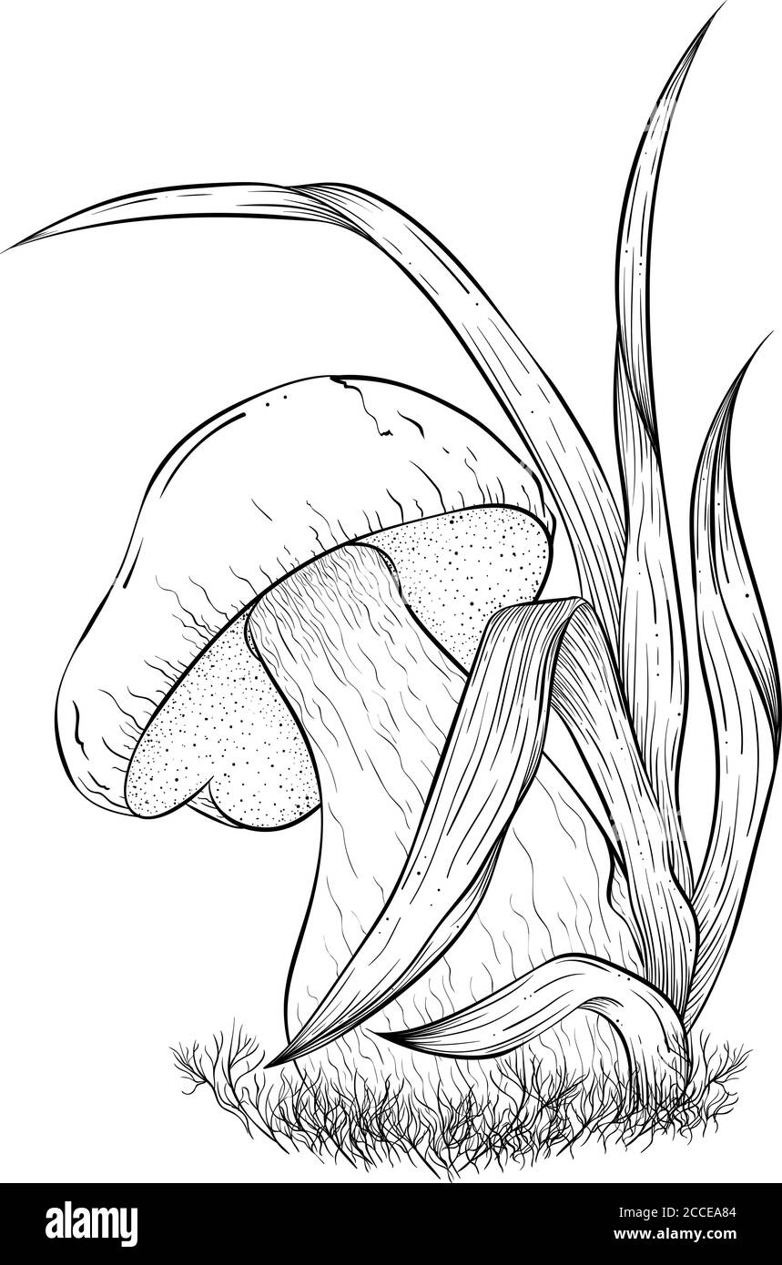 Illustrazione vettoriale a fungo CEP, porcini boletus con accessori forestali. Fungo commestibile isolato su sfondo bianco. Illustrazione autunnale nello stile di schizzo per il libro da colorare Illustrazione Vettoriale