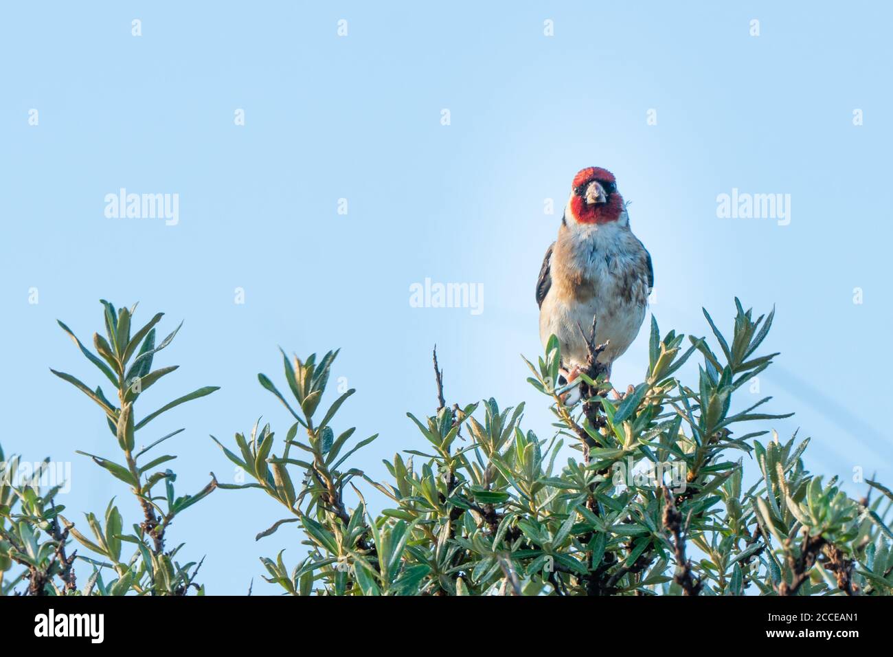 Goldfinch sulla macchia marina-buckthorn nella Riserva delle dune dell'Olanda del Nord (Noordhollands duinreservaat). Vista frontale. Castricum, Olanda del Nord, l'Olanda Foto Stock