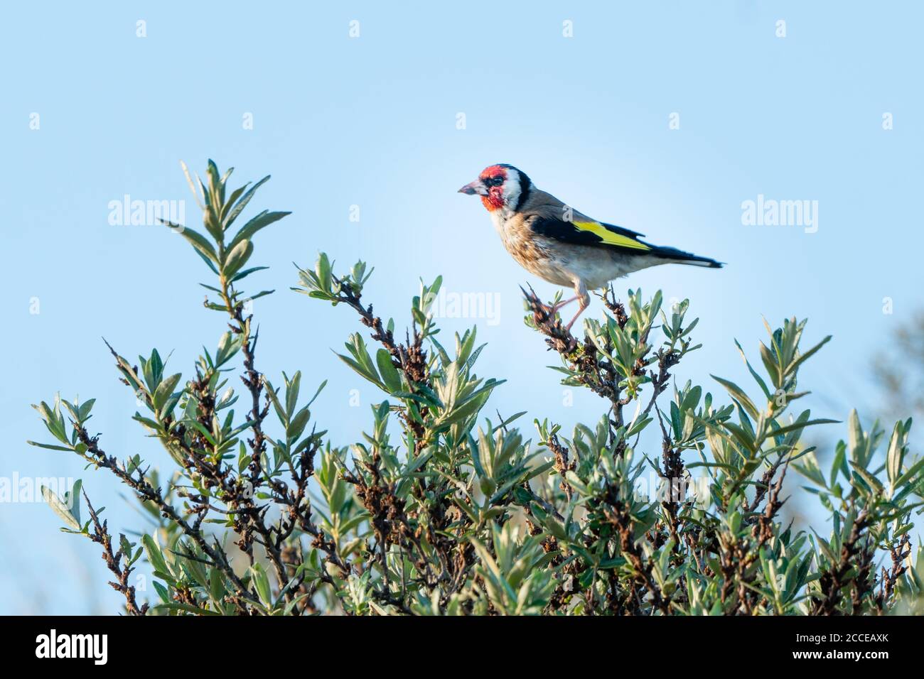 Goldfinch sulla macchia marina-buckthorn nella Riserva delle dune dell'Olanda del Nord (Noordhollands duinreservaat). Vista laterale. Castricum, Olanda del Nord, Paesi Bassi. Foto Stock