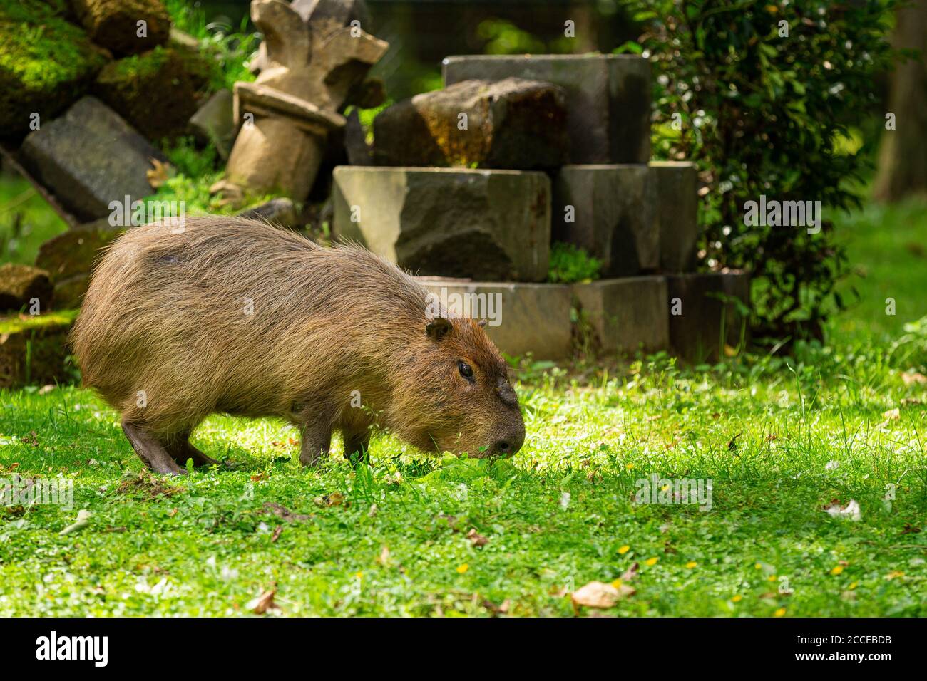 Un capybara (Hydrochoerus hydrochaeris) su un prato verde fresco Foto Stock