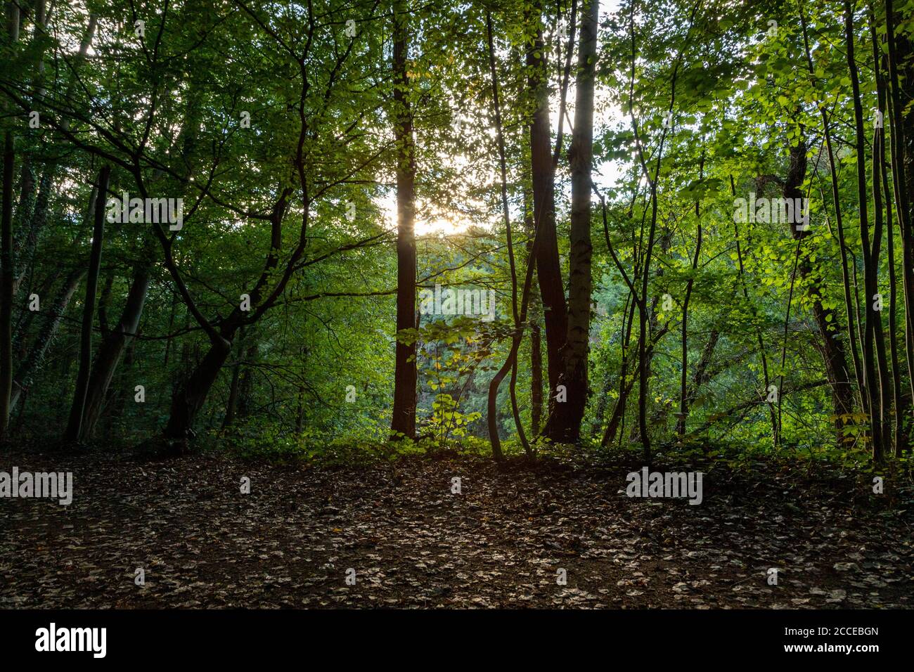 passerella in una foresta, verde foglie, luce solare, all'aperto Foto Stock