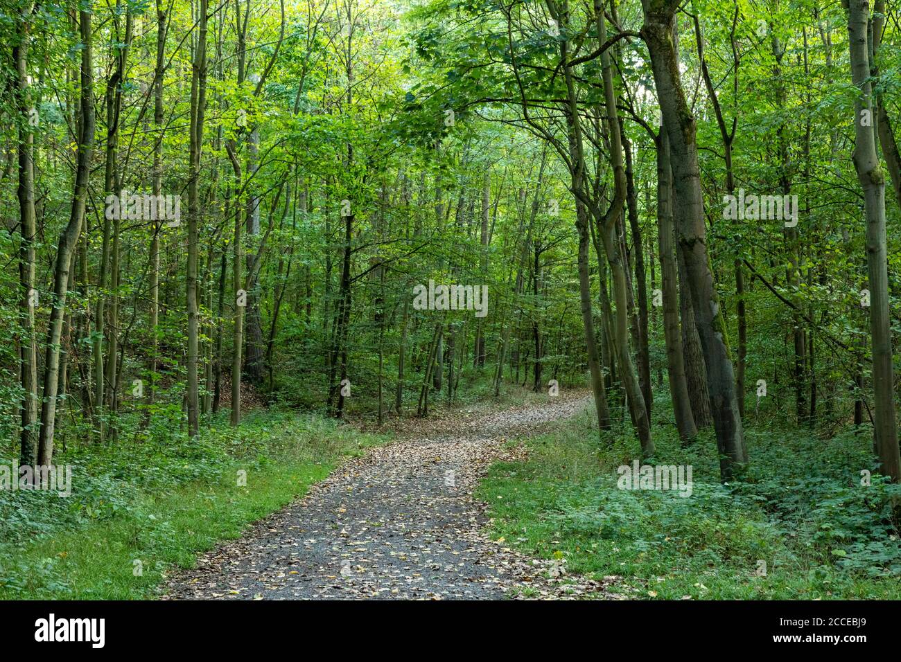 passerella in una foresta, verde foglie, luce solare, all'aperto Foto Stock