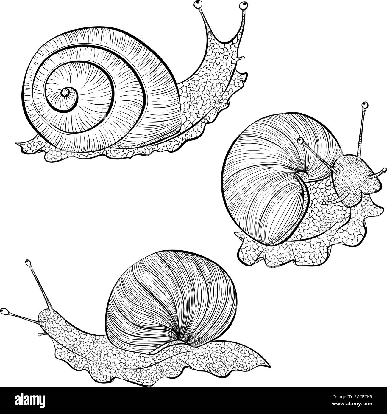 Set di lumache da giardino vettoriali disegnate a mano. Elementi stilizzati per il design, il logo, l'etichetta, il banner o la stampa di confezioni cosmetiche. Immagine isolata su sfondo bianco Illustrazione Vettoriale