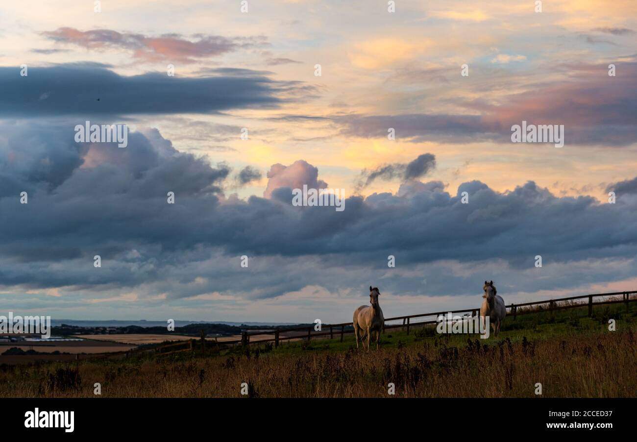 East Lothian, Scozia, Regno Unito, 21 agosto 2020. UK Weather: Storm Ellen colpisce l'Est del paese ma una breve pausa tra le nuvole al tramonto crea un drammatico cielo serale. Due cavalli bianchi in un campo sono silhouette contro il cielo Foto Stock