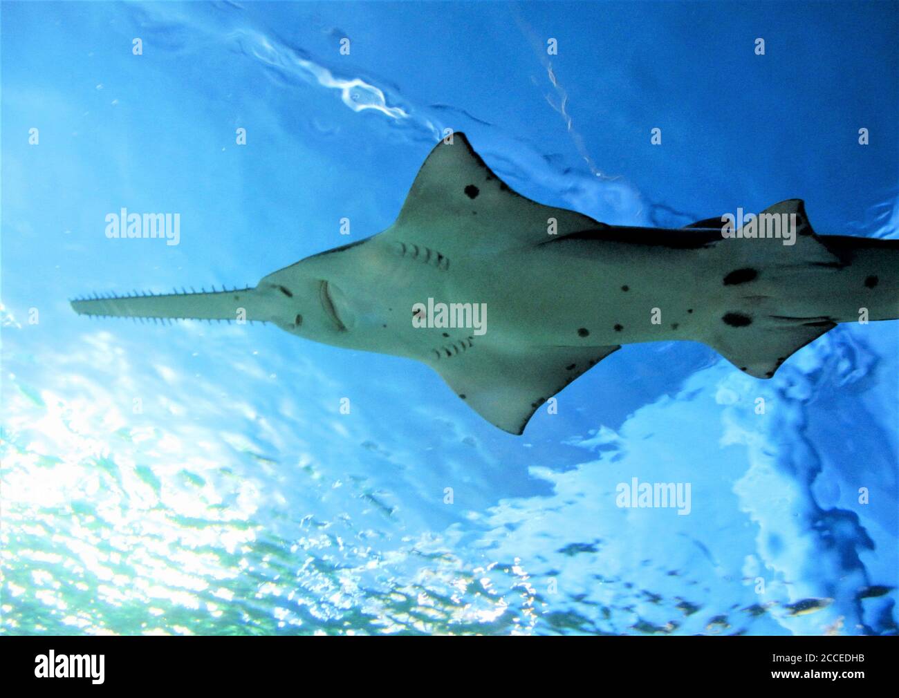 Scatto subacqueo di uno squalo da sega, Pristiophoridae latino Foto Stock