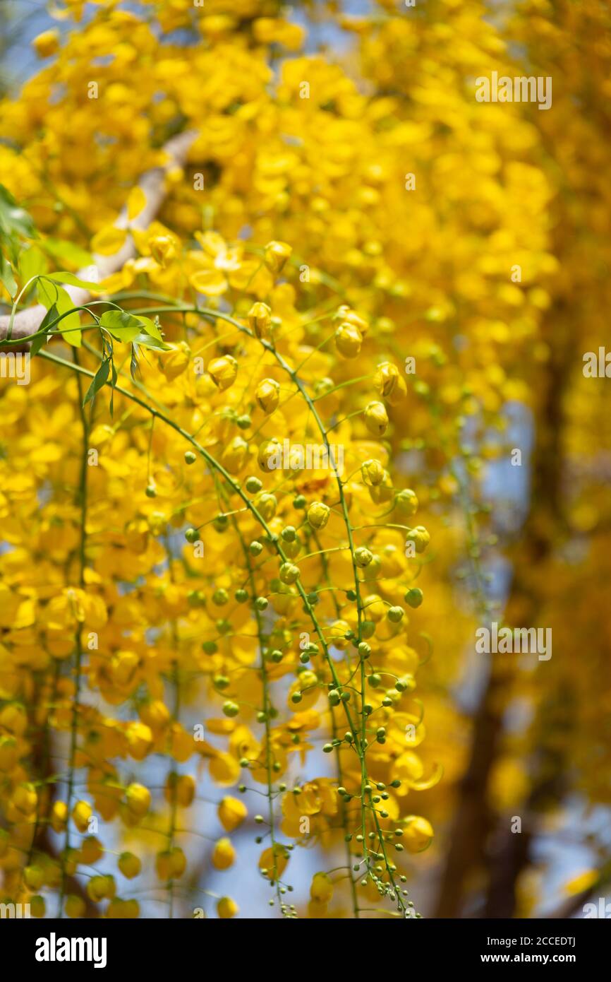 Kani konna un fiore kerala usato come simbolo di Vishu Kani un rituale indù Foto Stock