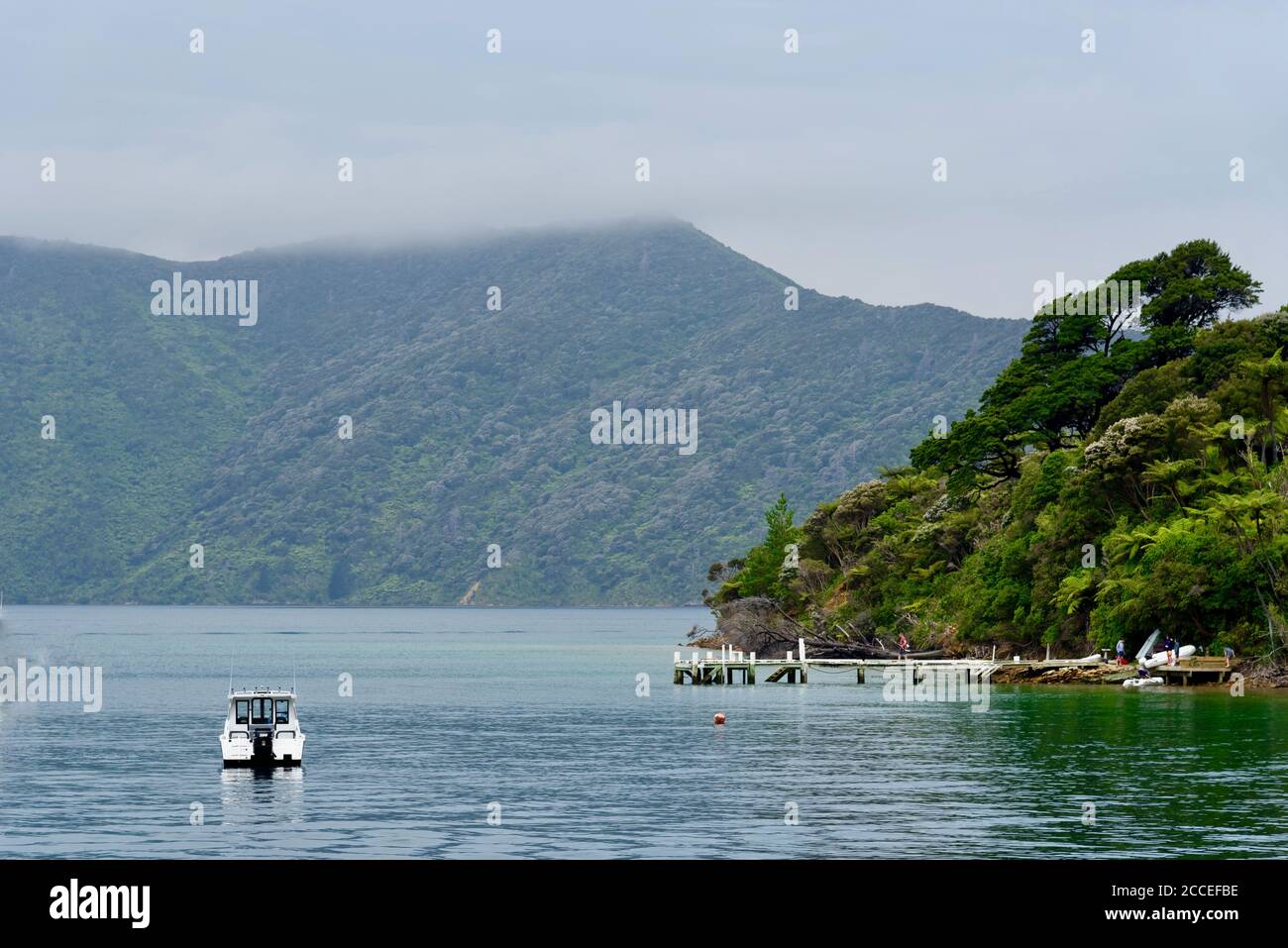 Una giornata di nebbia nel Marlborough Sounds, Isola del Sud, Nuova Zelanda Foto Stock