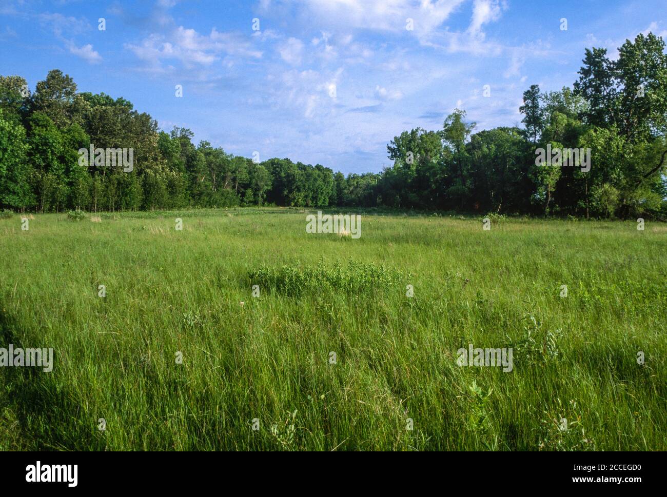Naturale successione ecologica. Grasses rivendica un ex campo da golf, Glendalough state Park, Minnesota, USA. Foto Stock
