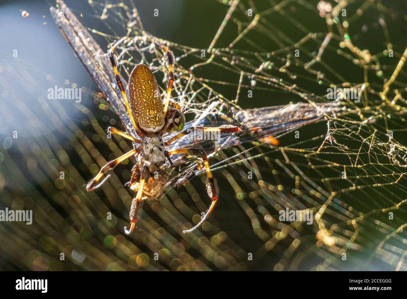 Golden Silk orb-weaver ragno (Trichonefila clavipes) mangiare una libellula catturato in rete - Long Key Natural Area, DAVIE, Florida, USA Foto Stock