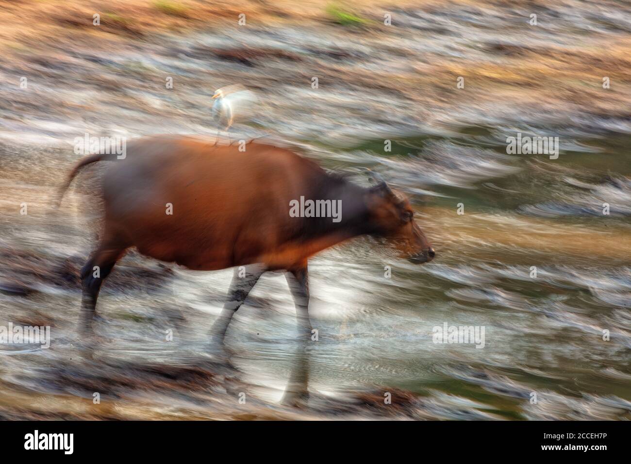 Buffalo nel Parco Nazionale di Dzanga Sangha. Repubblica Centrafricana. Fiume Dzanga Foto Stock