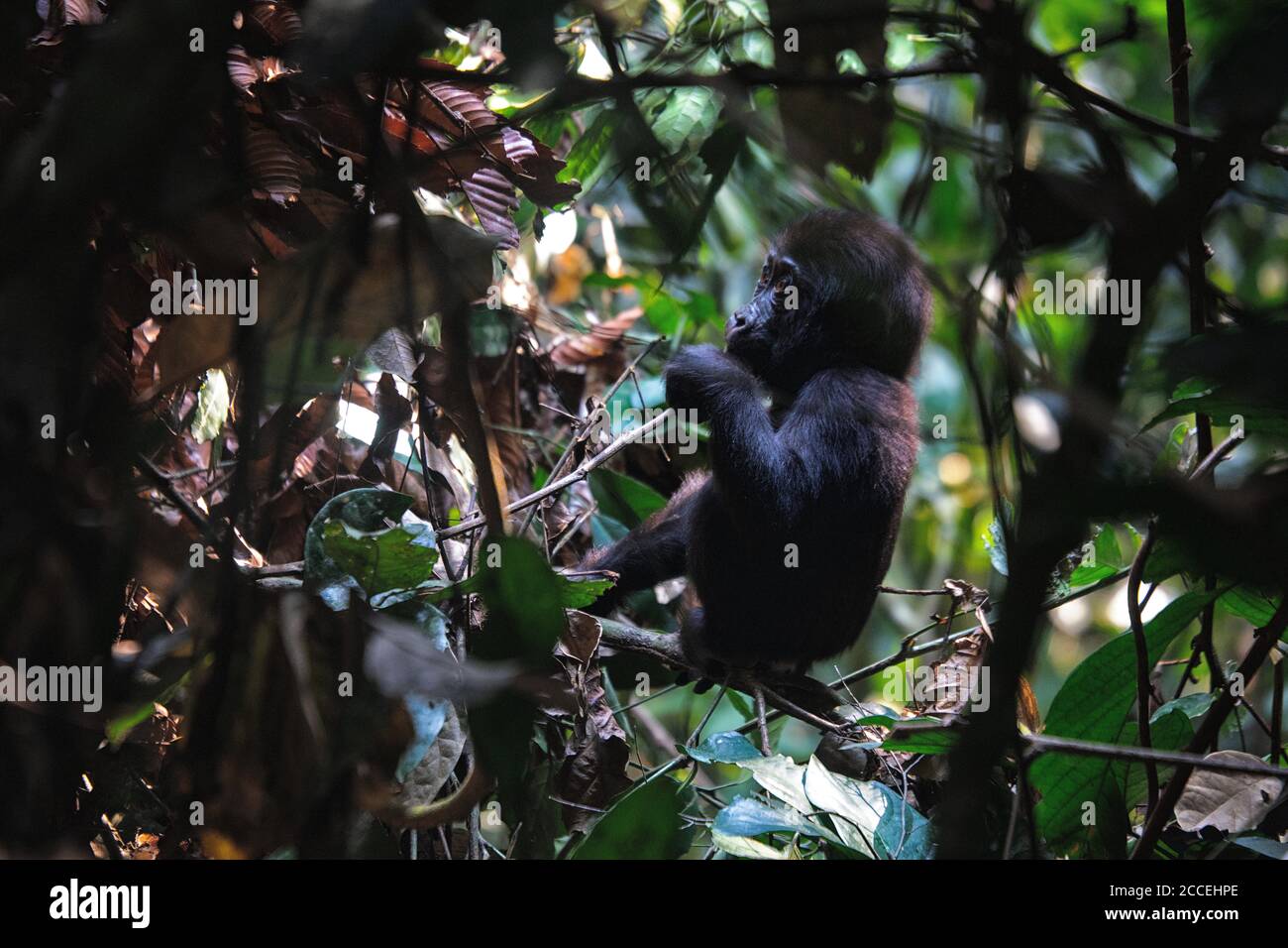 Gorilla (Gorilla gorilla). Maschio silverback dominante. Bai Hokou. Dzanga Sangha Riserva Speciale densa Foresta, Re Centrafricano Foto Stock