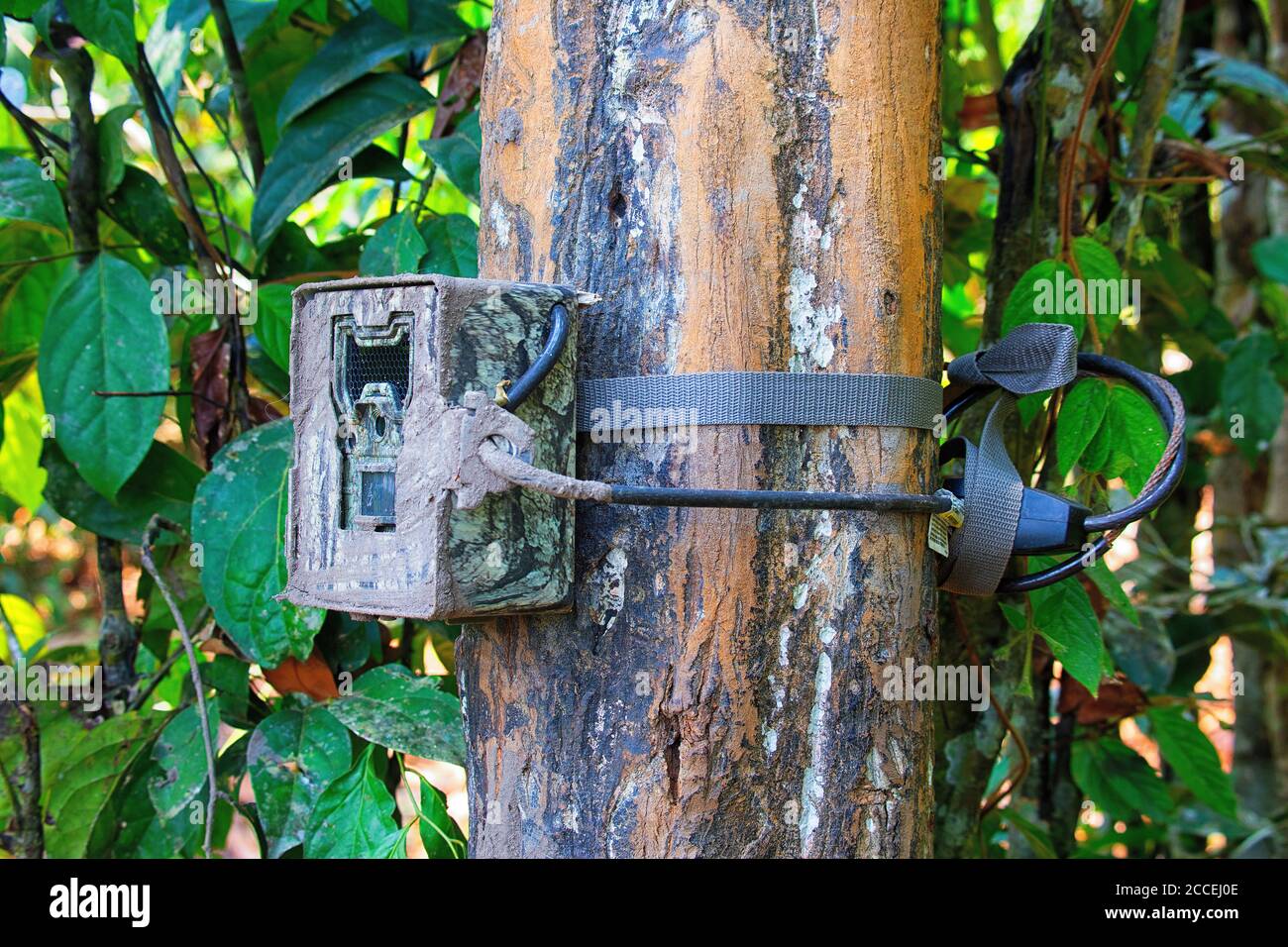 Fotocamera a trappola fotografica nel Parco Nazionale di Dzanga Sangha. Repubblica Centrafricana Foto Stock