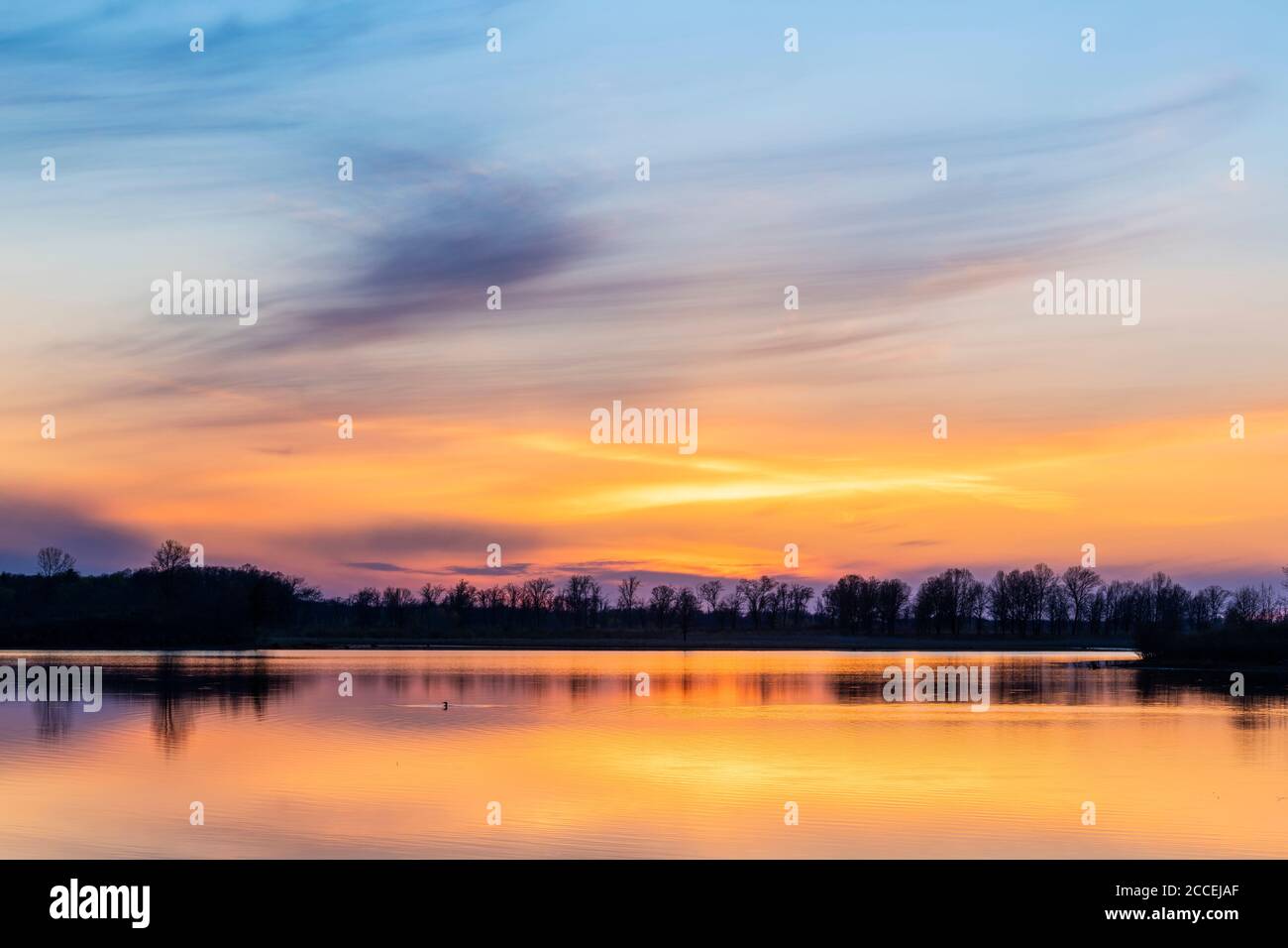 Comune loon (Gavia immer) sul lago al tramonto, lago, e Nord America, di Dominique Braud/Dembinsky Photo Assoc Foto Stock