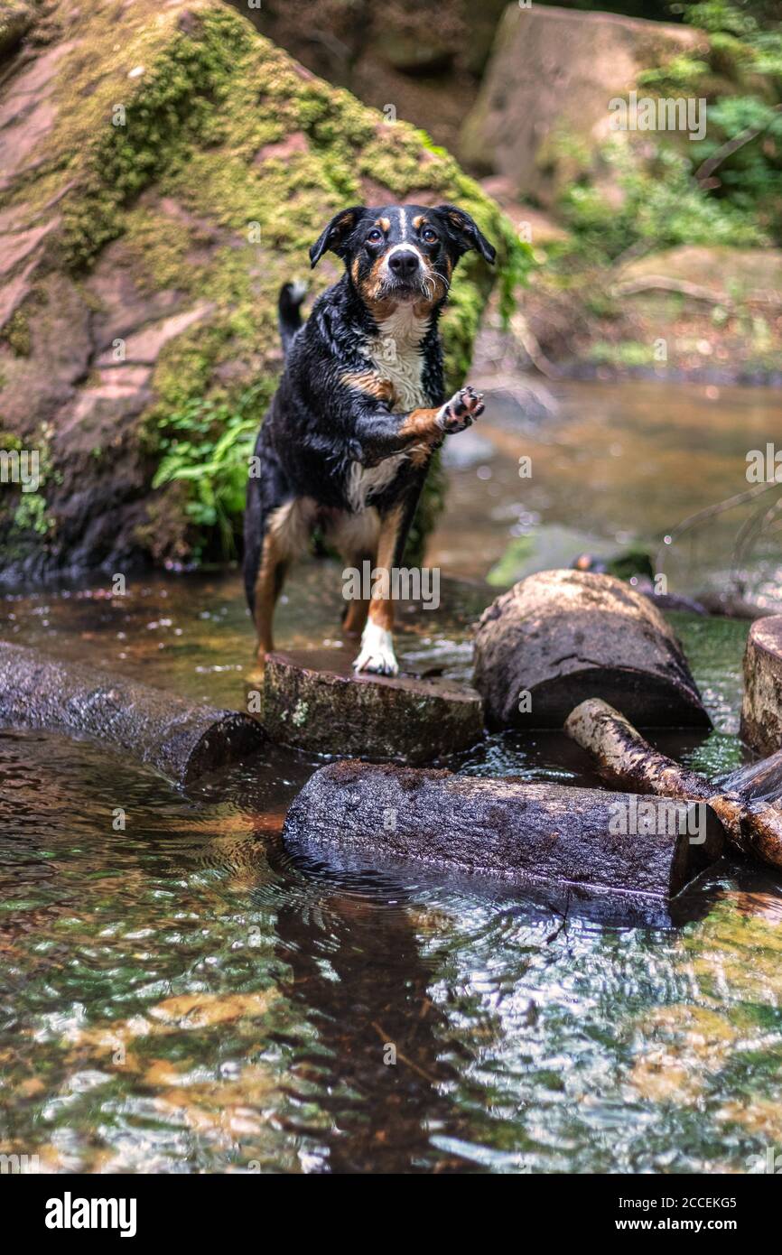 Cane che gioca nel fiume e alzando una zampa Foto Stock