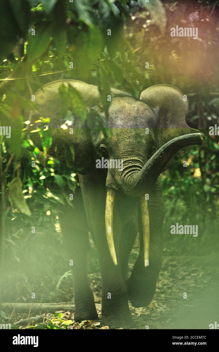 Elefanti forestali africani (Loxodonta africana ciclotis) a Dzanga Bai. Gli elefanti visitano le radure della foresta (BAI) per ottenere sale che viene disciolto in t. Foto Stock