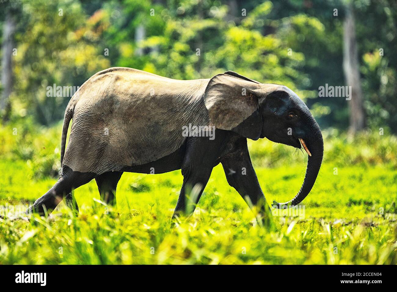 Elefanti forestali africani (Loxodonta africana ciclotis) a Dzanga Bai. Gli elefanti visitano le radure della foresta (BAI) per ottenere sale che viene disciolto in t. Foto Stock