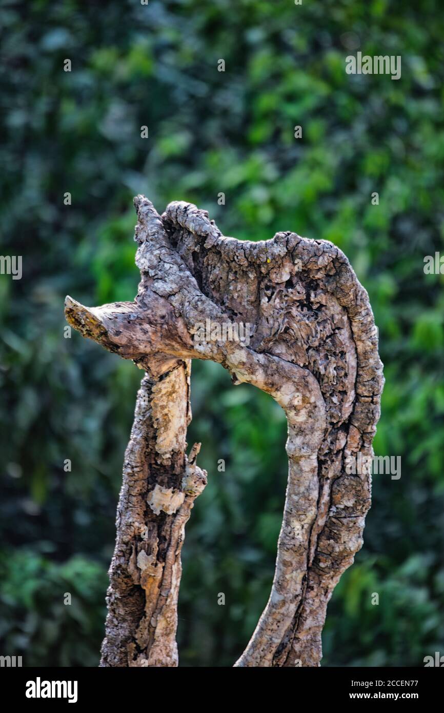 pareidolia di un animale su un ceppo di legno Foto Stock