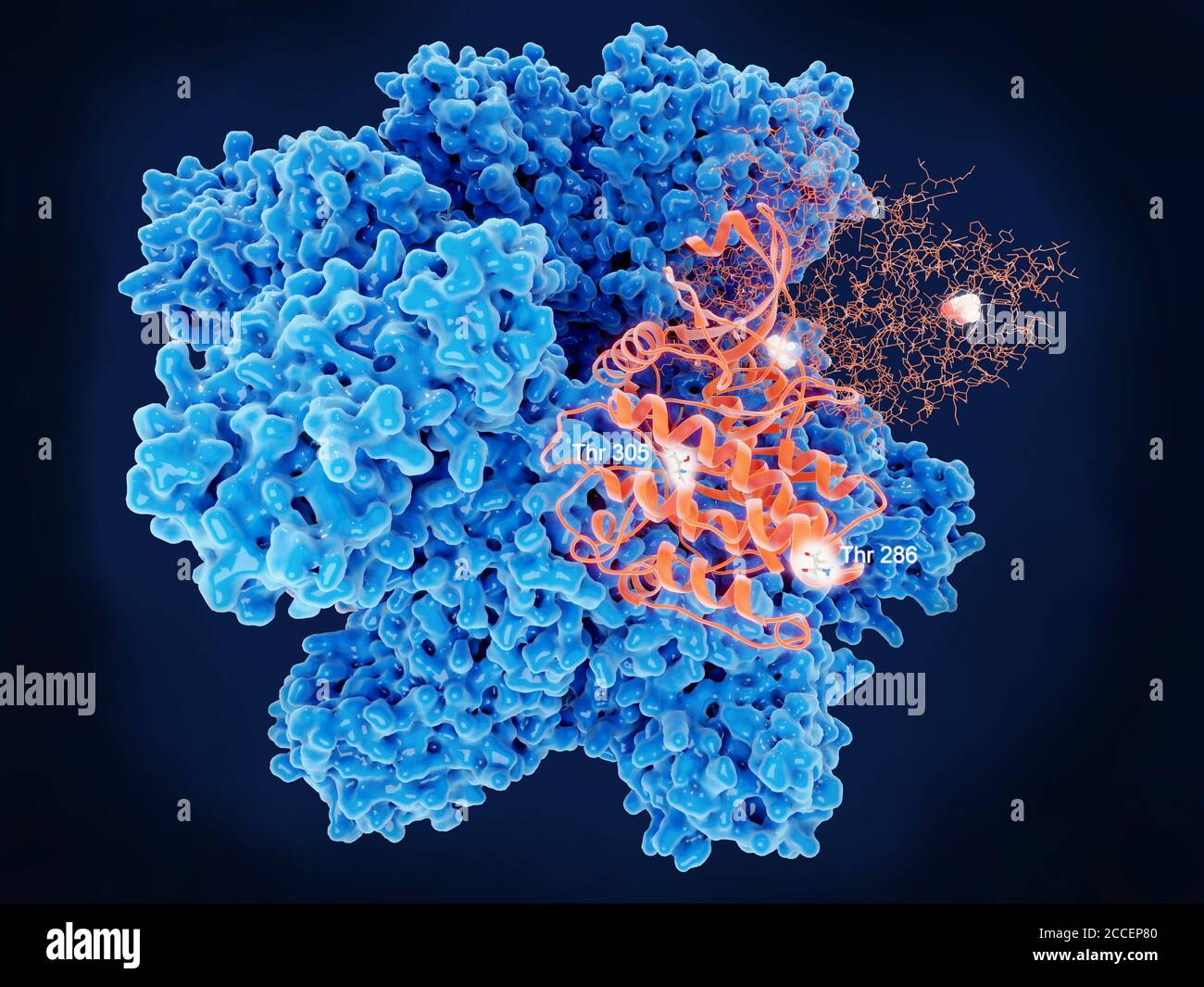 Proteina chinasi II calcio-calmodulina-dipendente, illustrazione Foto Stock