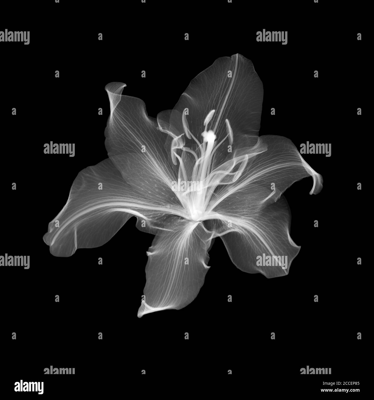 Lily flower (Lilium sp.), radiografia Foto Stock