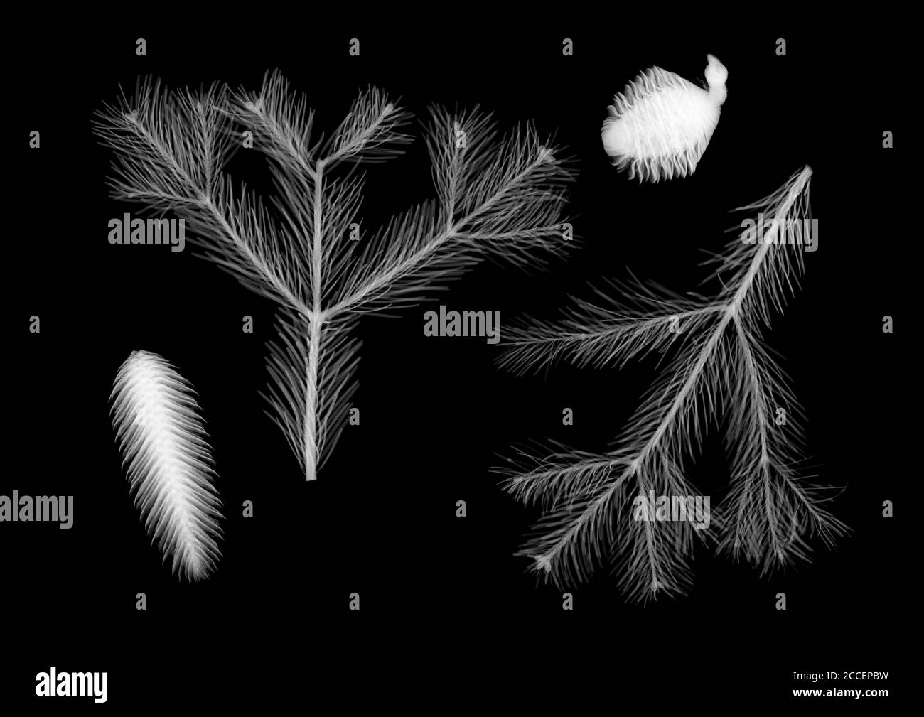 Coni di abete e rametti di pino della Normandia, raggi X. Foto Stock
