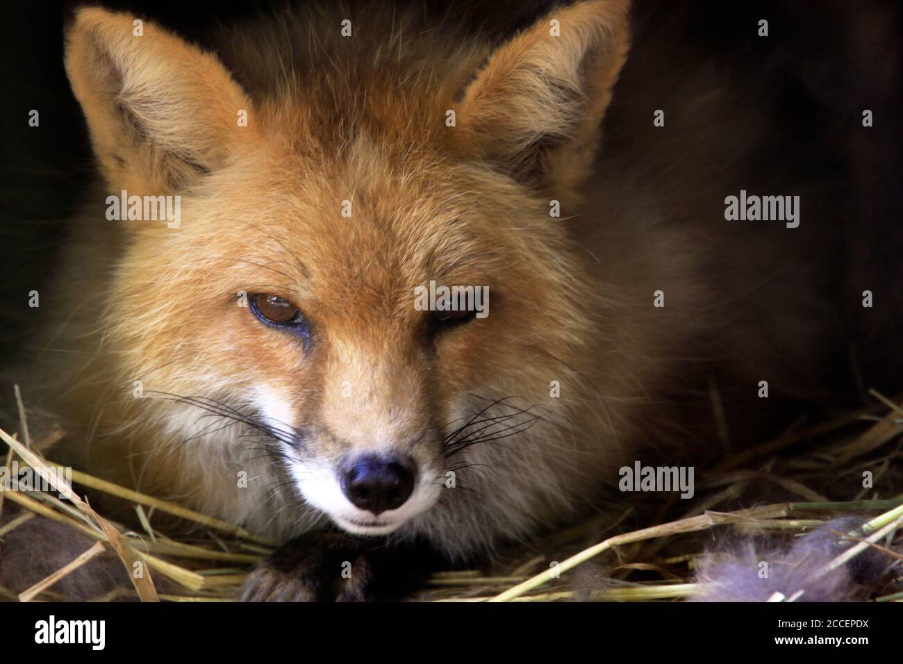 Una volpe rossa, Vulpes vulpes, fissando intentemente. Foto Stock