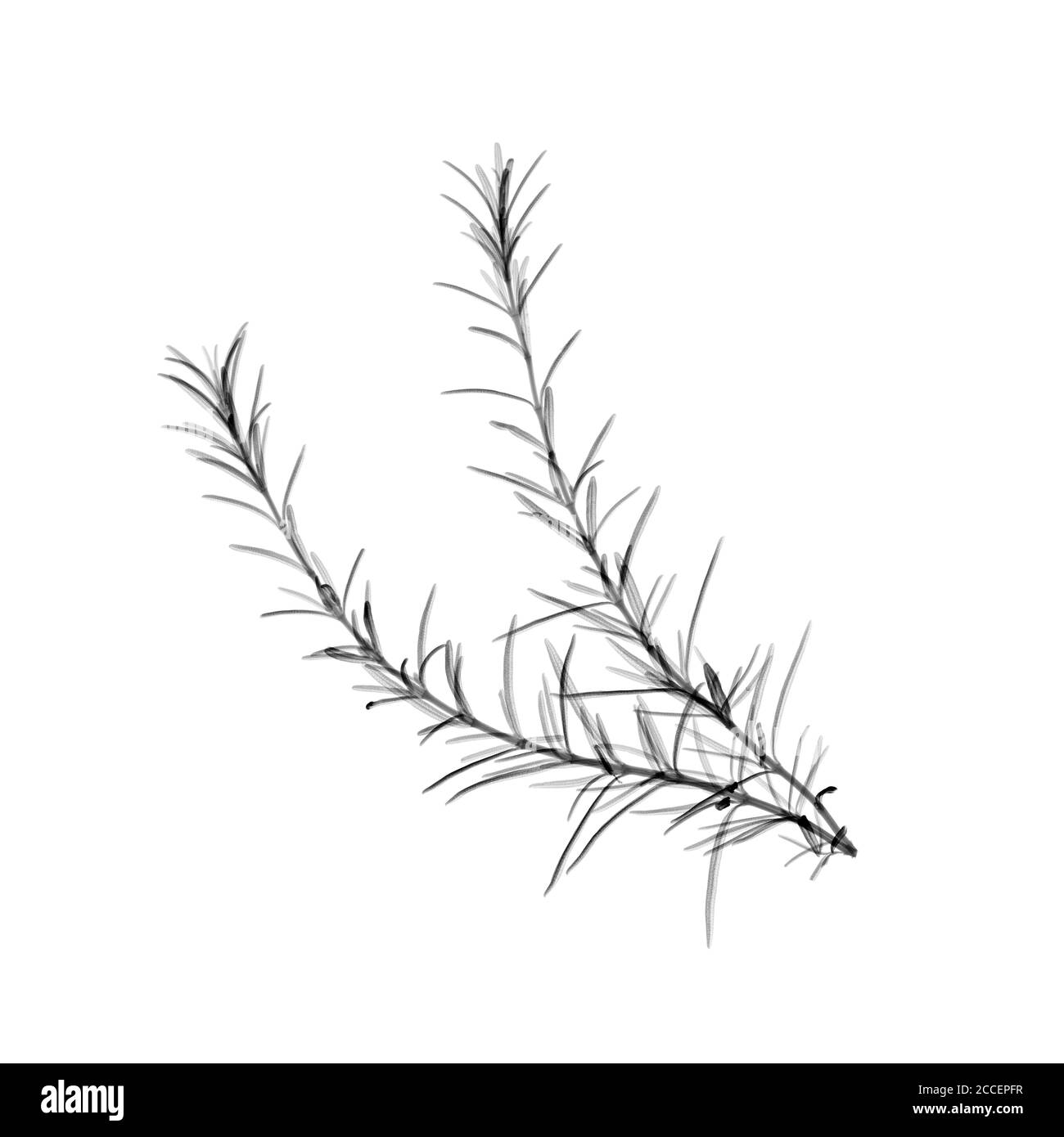 Sprig di rosmarino, raggi X. Foto Stock