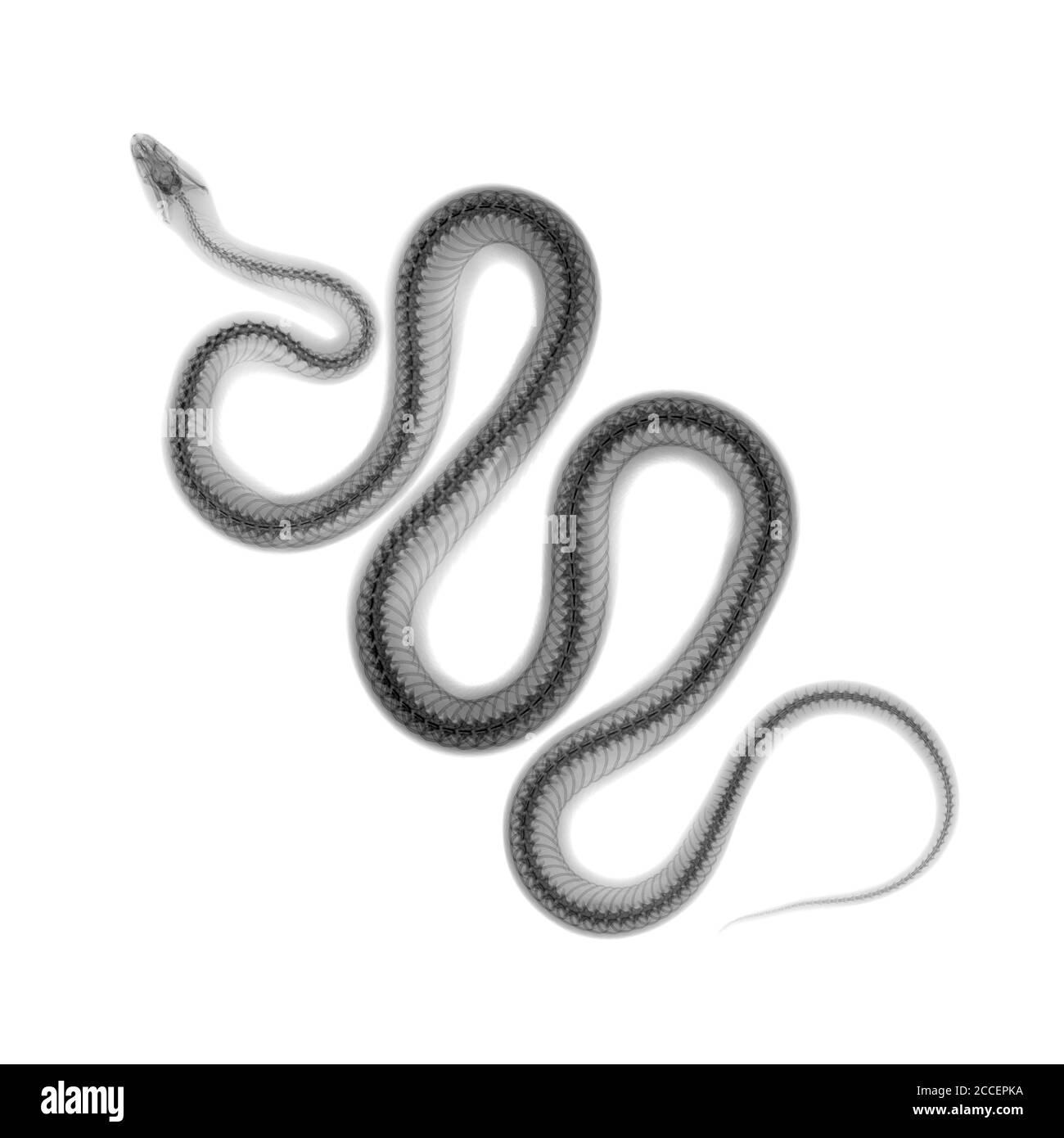 Serpente, raggi X. Foto Stock
