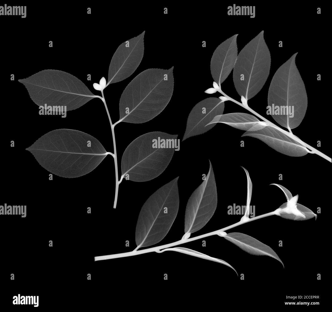 Foglie di albero del tè (Camellia sinensis), raggi X. Foto Stock