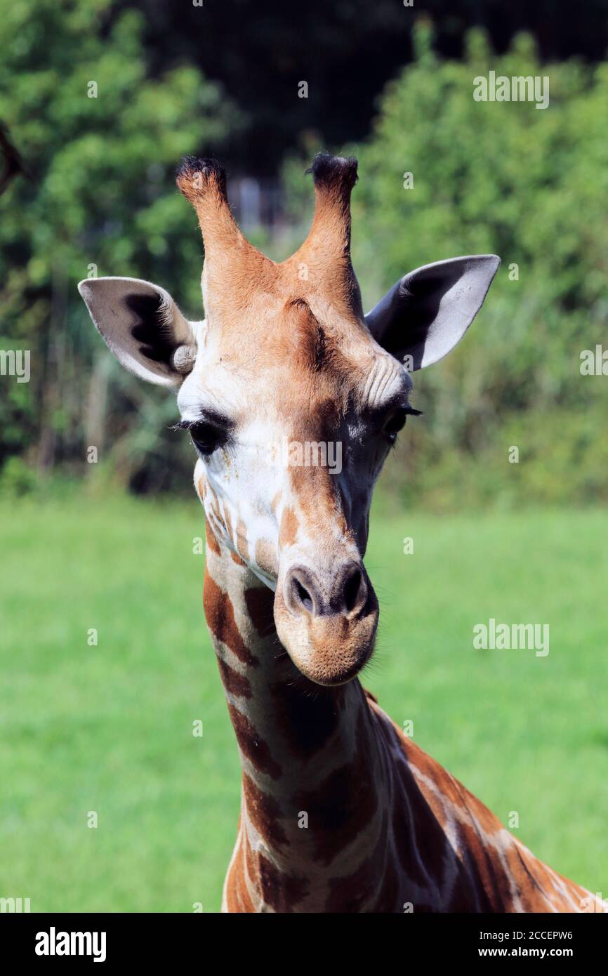 Giraffe reticolate, Giraffa camelopardalis reticulata, allo Zoo della Contea di Cape May, Cape May Courthouse, New Jersey, USA Foto Stock