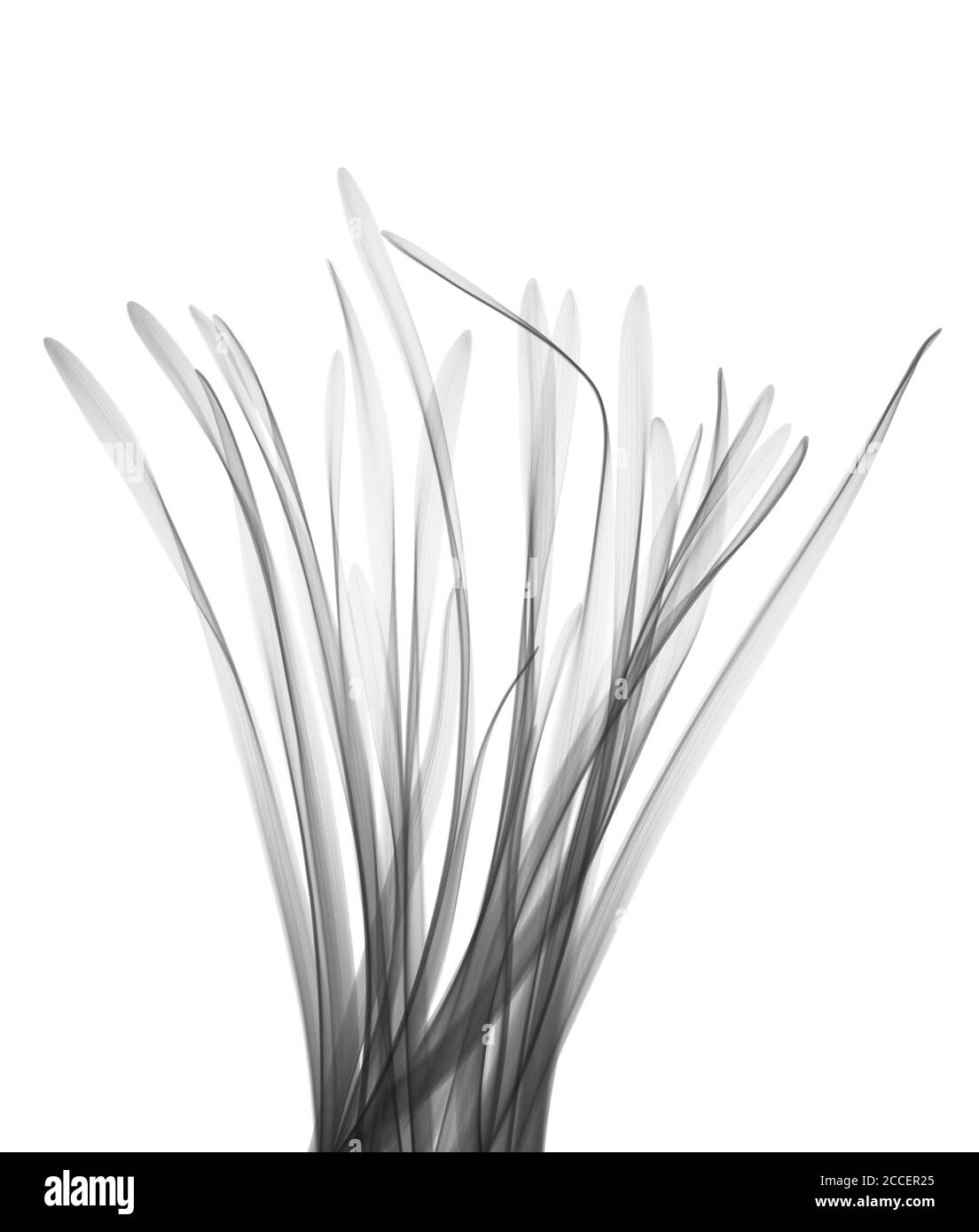 Citronella (Cymbopogon sp.), raggi X. Foto Stock