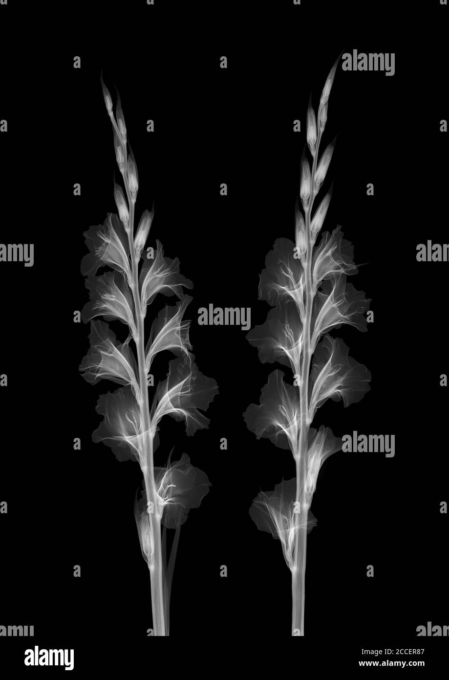 Gambi di gladioli, raggi X. Foto Stock