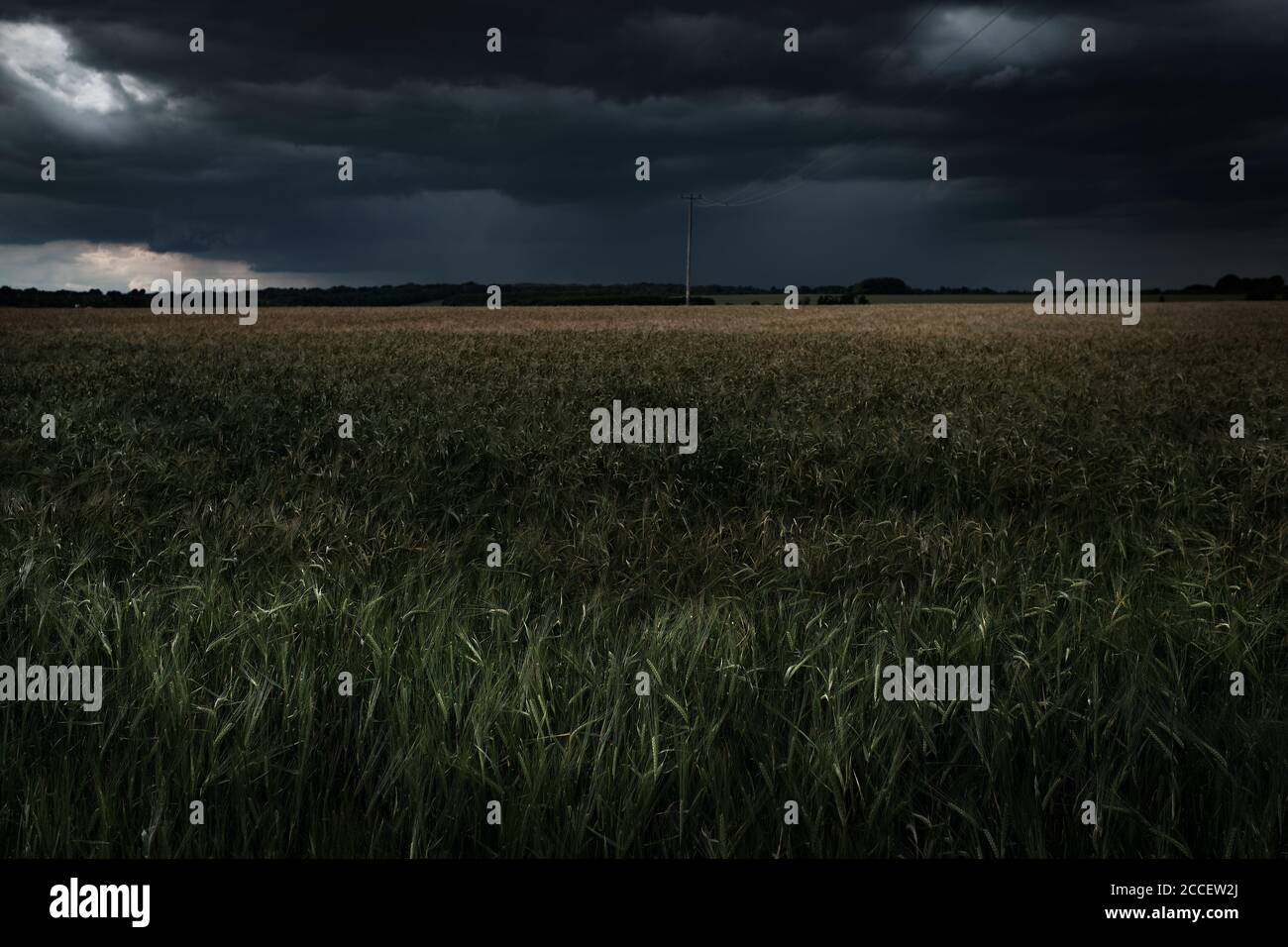 Campo di grano con tempesta imminente Foto Stock