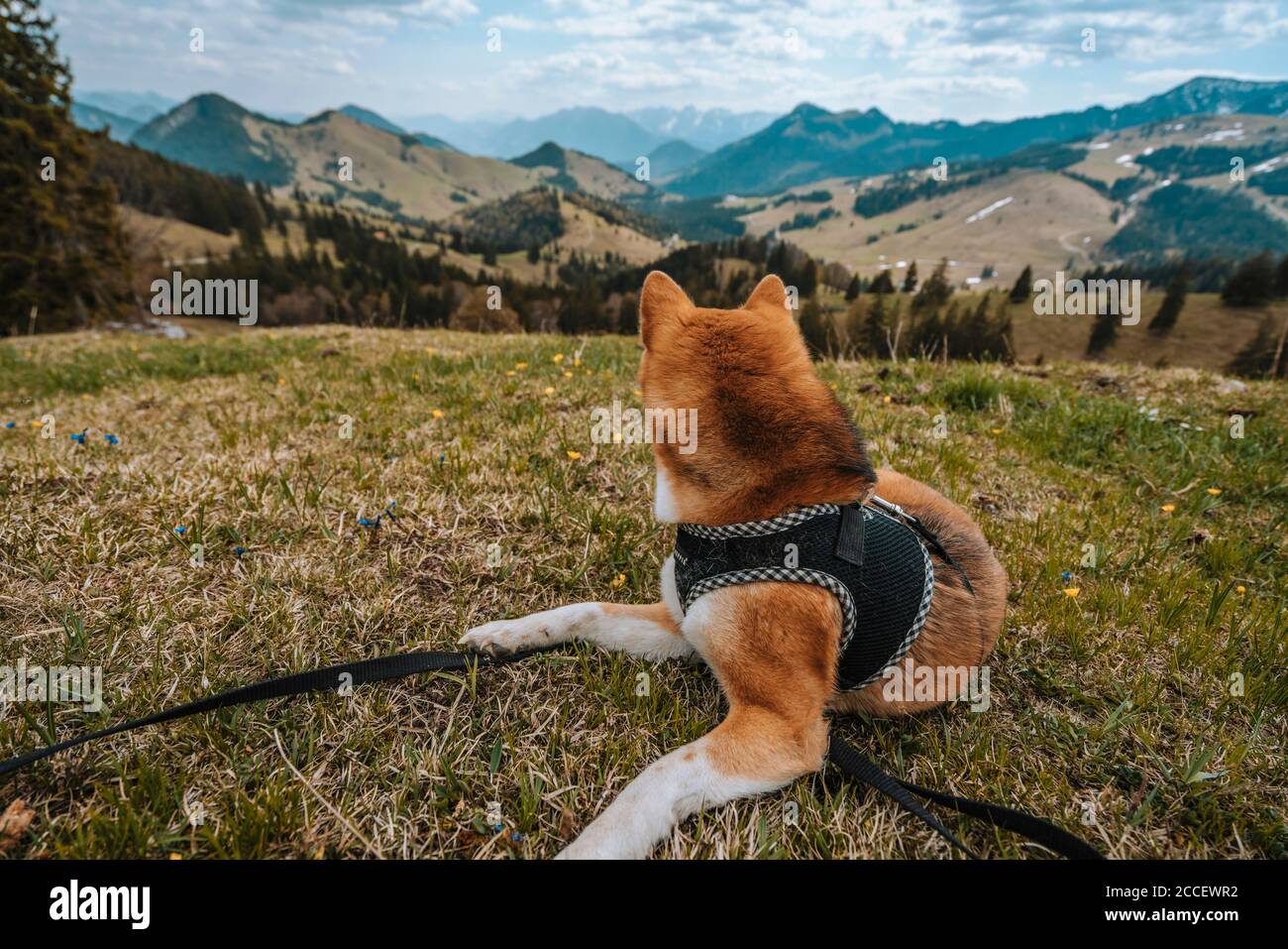 Europa, Germania, Baviera, Alpi Bavaresi, Sudelfeld, Tatzelwurm, Brannenburg, Bayrischzell, cane al guinzaglio che guarda in lontananza alle alpi Foto Stock