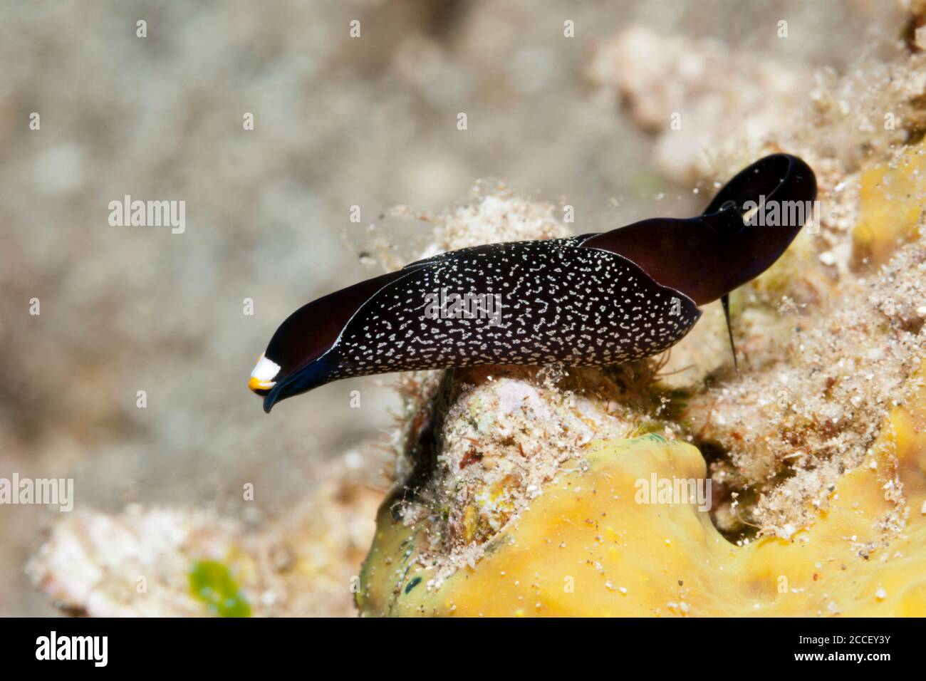 Cavalluccio marino Pygmy, ippocampus bargibanti, Kimbe Bay, New Britain, Papua Nuova Guinea Foto Stock