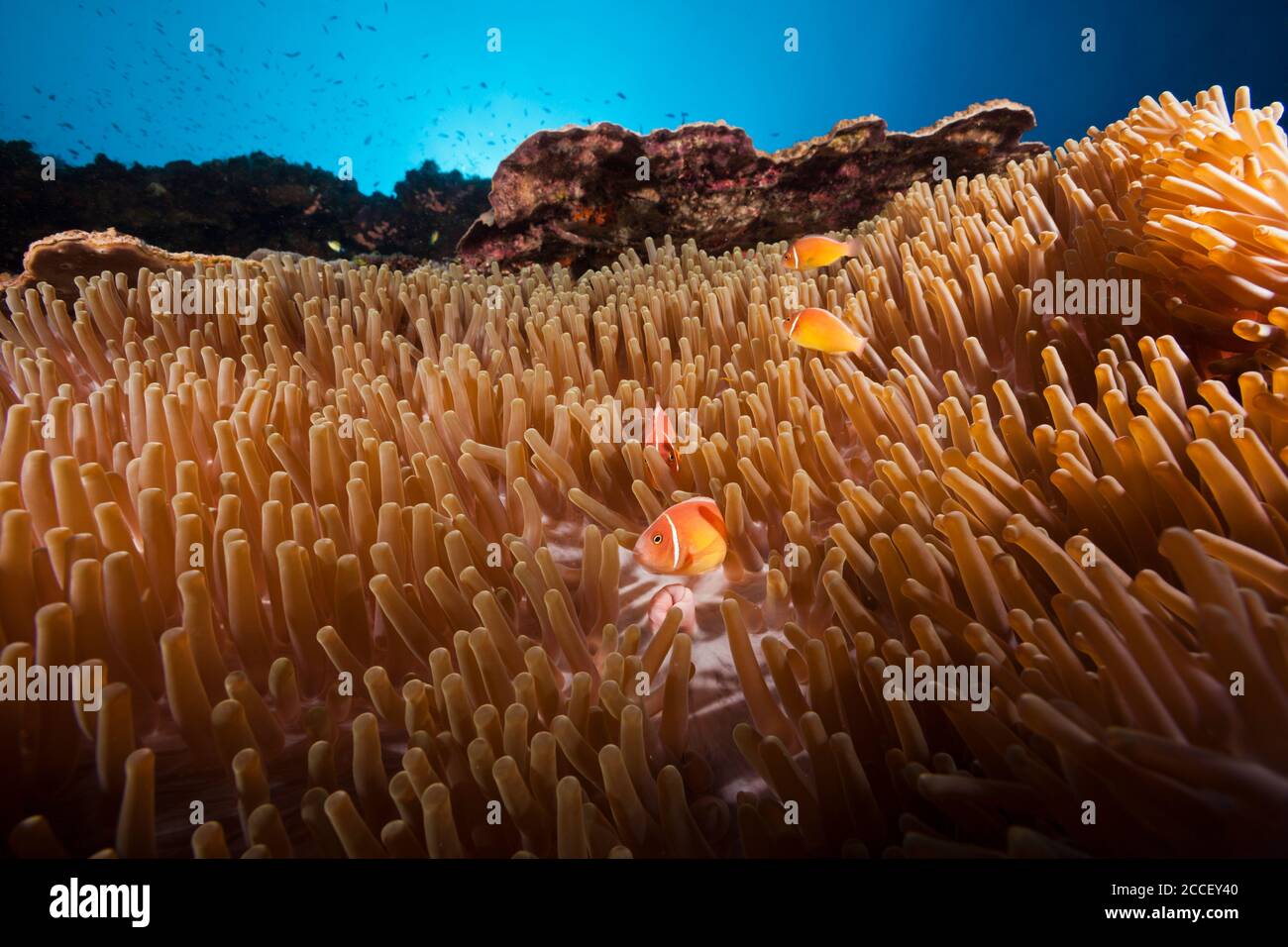 Anthias viola sopra la barriera corallina, Pseudanthias tuka, Kimbe Bay, New Britain, Papua Nuova Guinea Foto Stock