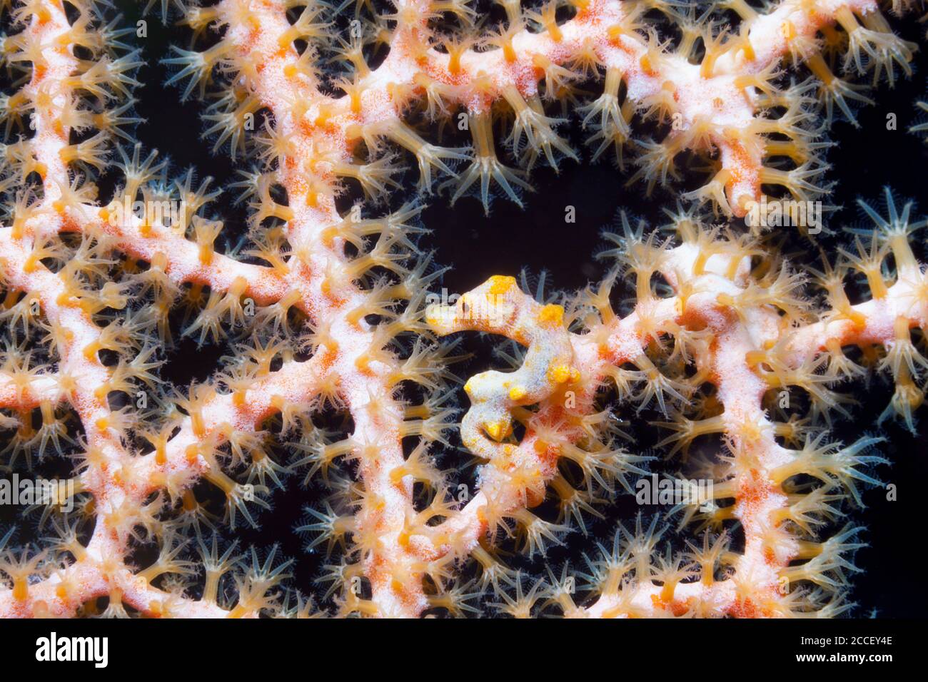 Dartfish decorato, Nemateleotris decora, Kimbe Bay, Nuova Gran Bretagna, Papua Nuova Guinea Foto Stock