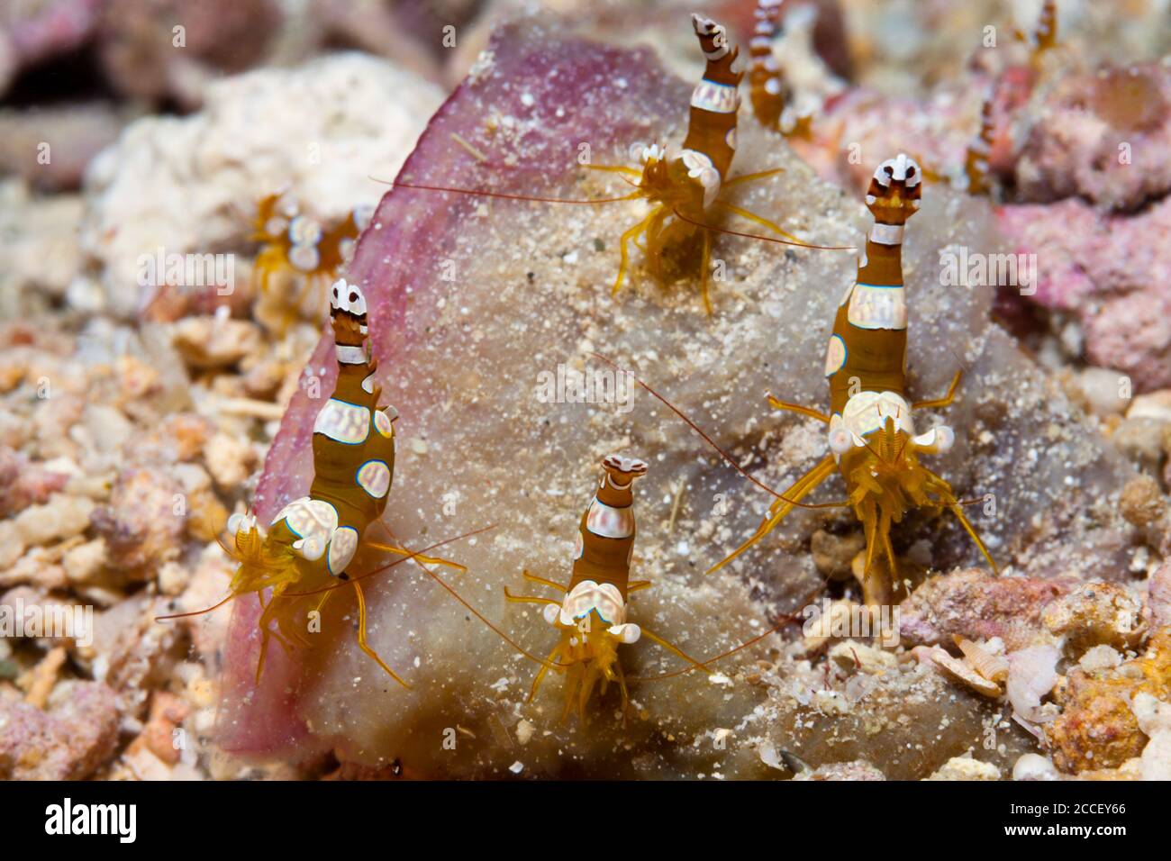 Gamberetti commensali in anemone marino, Periclimenes tosaensis, Kimbe Bay, New Britain, Papua Nuova Guinea Foto Stock
