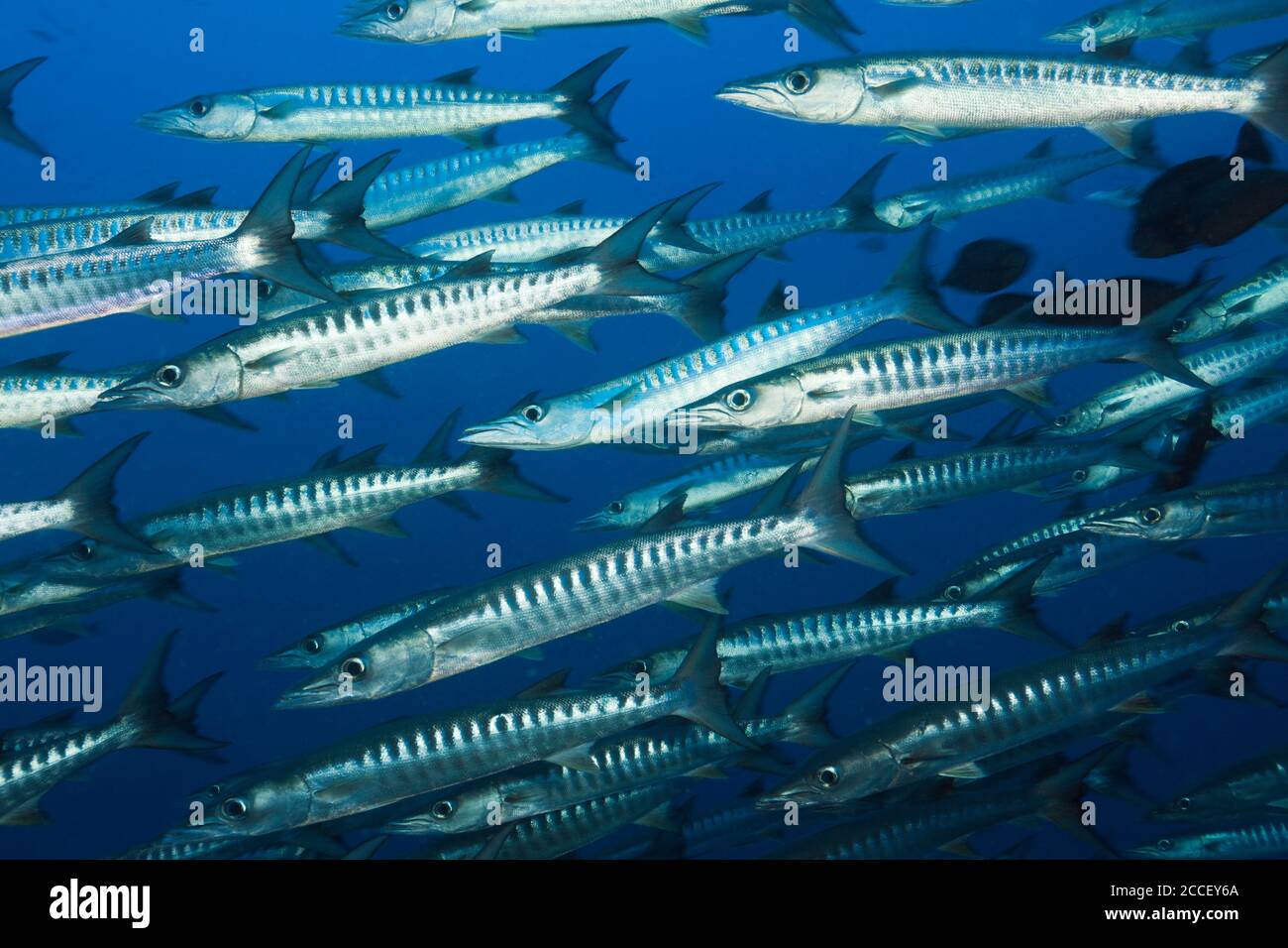 Gruppo con righe bianche a Coral Reef, Anyperodon leucocogrammicus, Kimbe Bay, New Britain, Papua Nuova Guinea Foto Stock