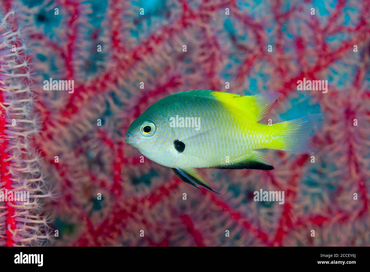 Spinecheek Clownfish, Premnas aculeatus, Kimbe Bay di New Britain, Papua Nuova Guinea Foto Stock