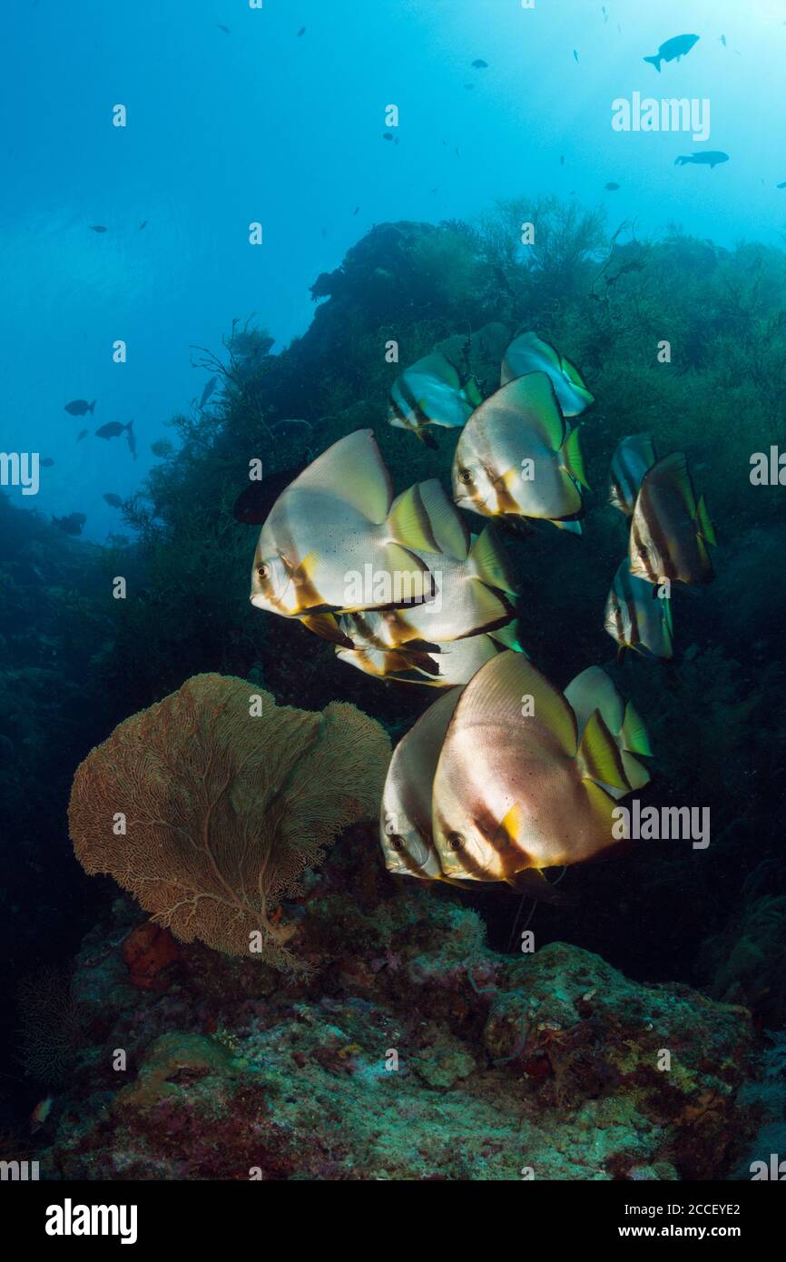 Anemonefishes clown residente a Mangroves, Amphiprion percula, Nuova Irlanda, Papua Nuova Guinea Foto Stock