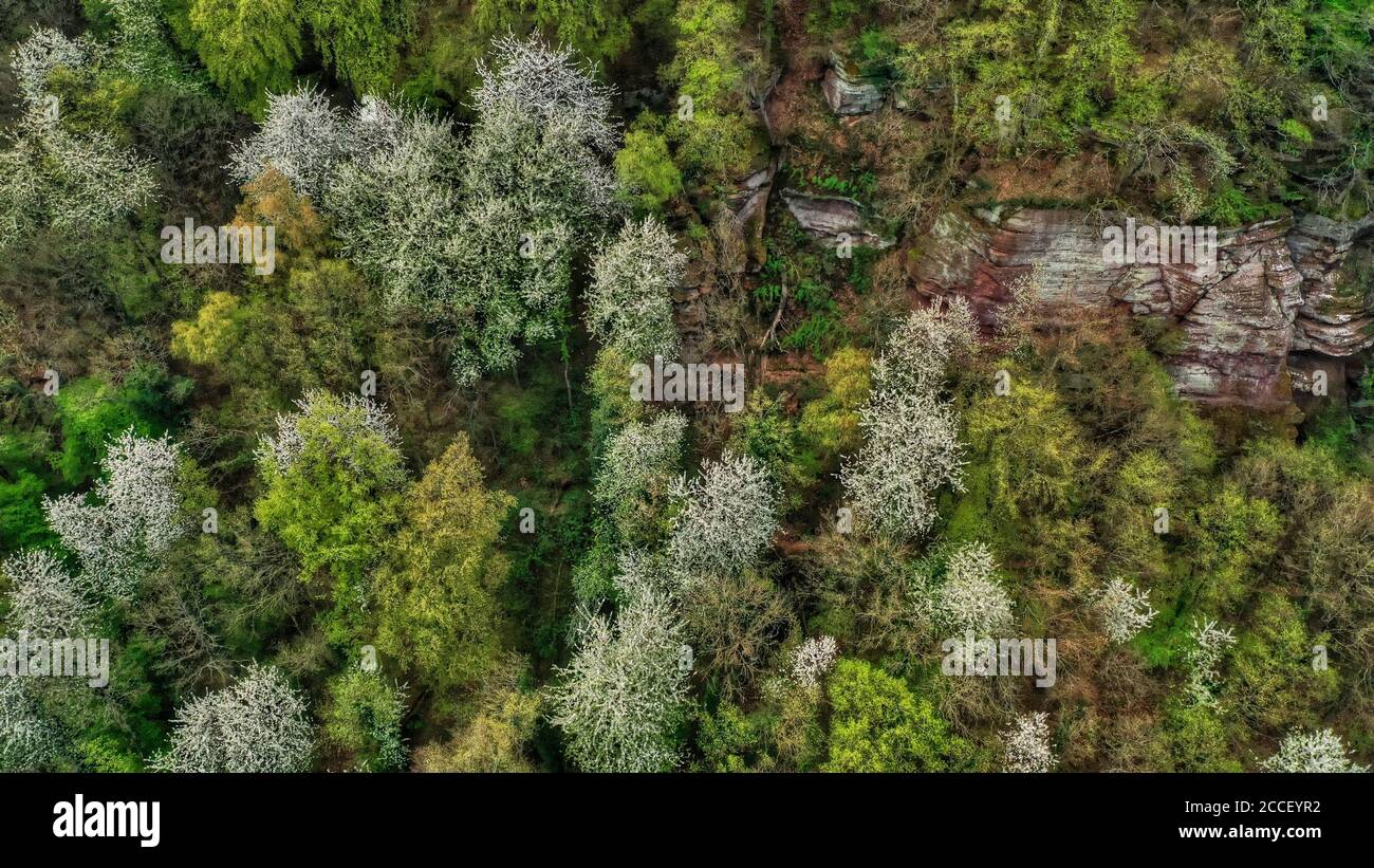 Foresta primaverile vicino a Kastel-Stadt, Renania-Palatinato, Germania Foto Stock