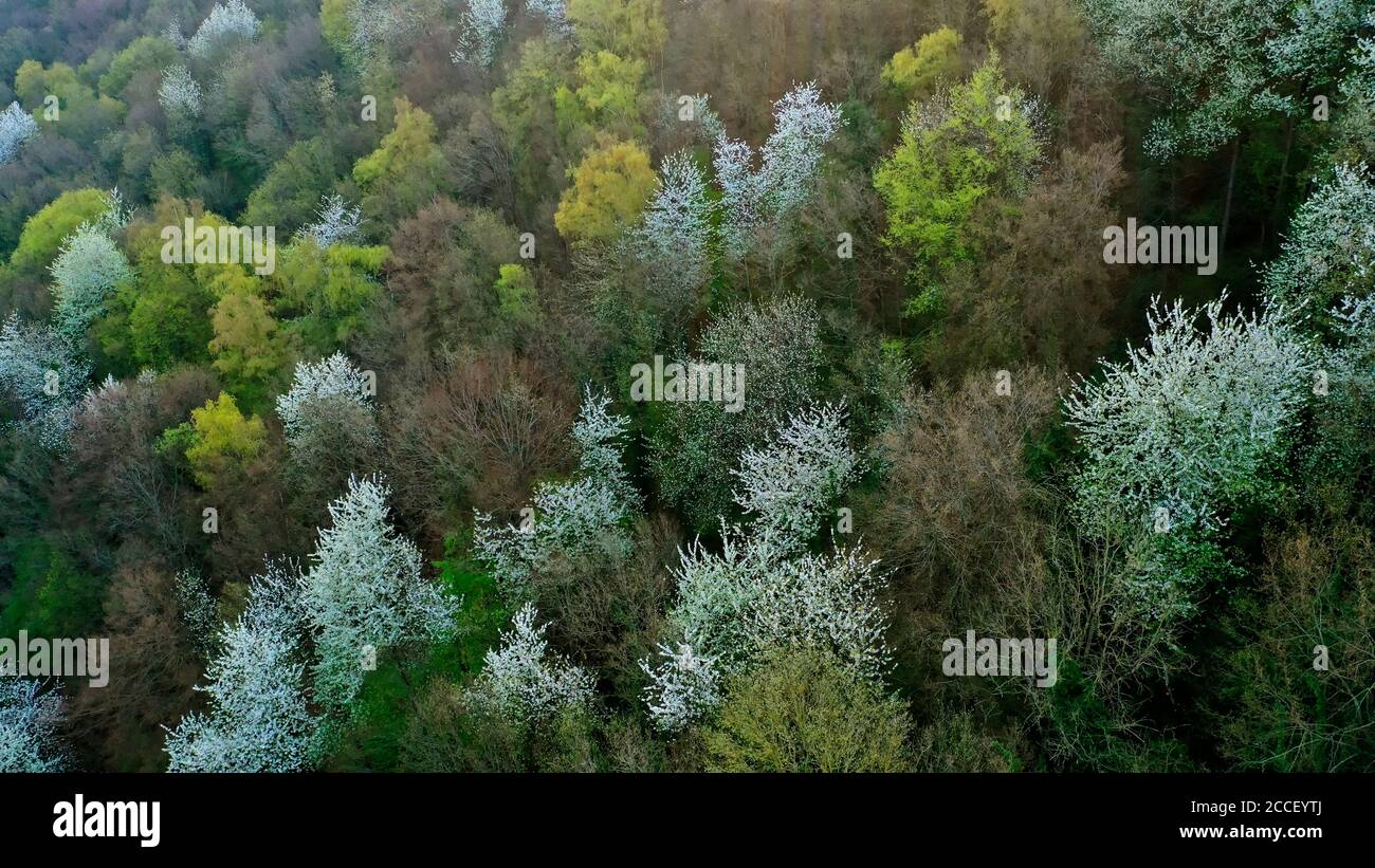 Foresta primaverile vicino a Kastel-Stadt, Renania-Palatinato, Germania Foto Stock