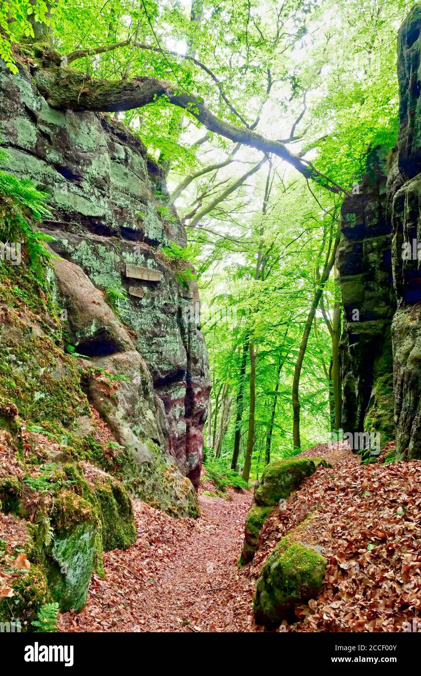 Porta Nord dei Romani a Eifelfelsen, loop sogno Kasteler Felsenpfad, Kastel-Staadt, Renania-Palatinato, Germania Foto Stock