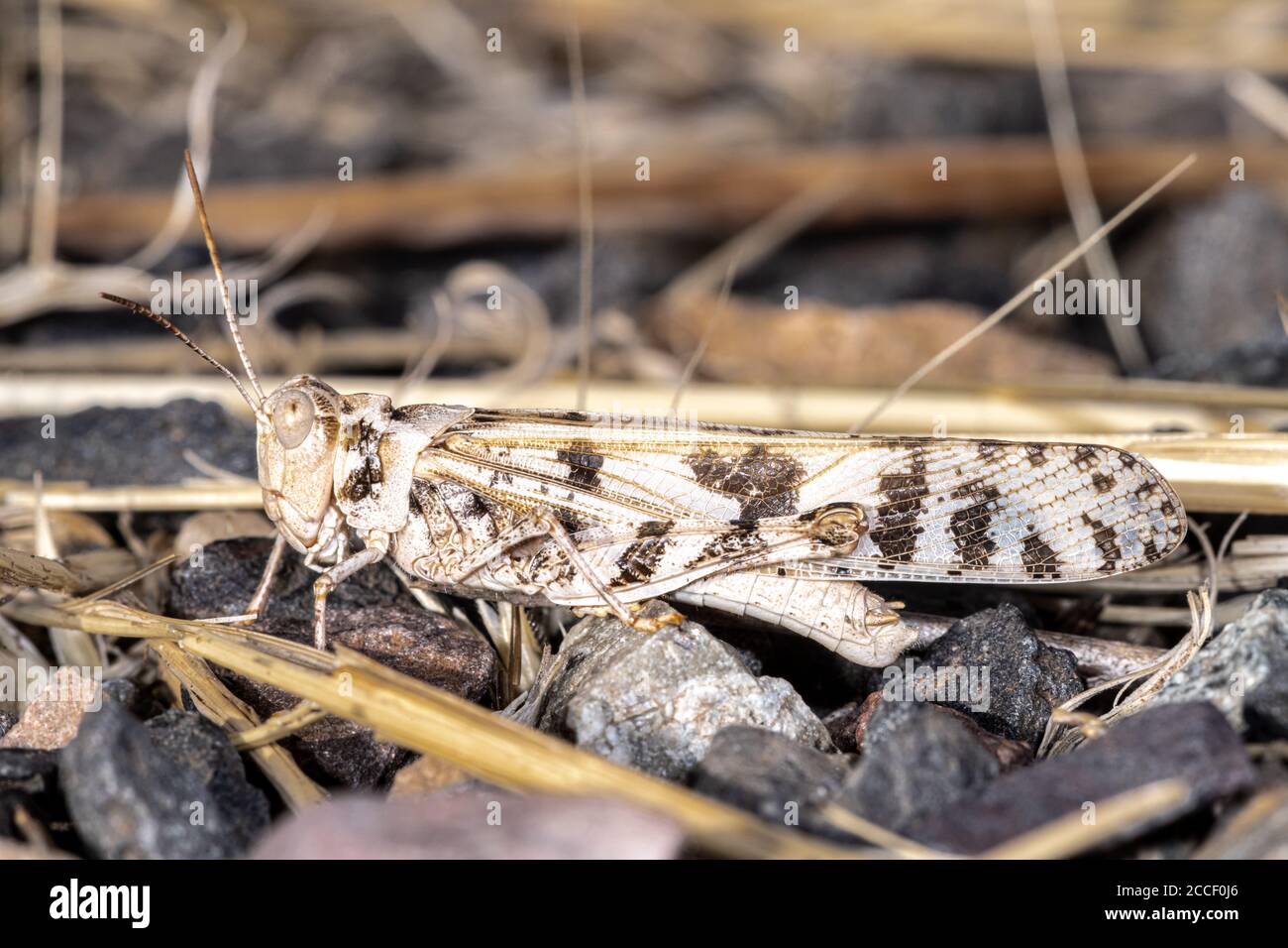 Grashopper puntato di leopardo, WA Foto Stock