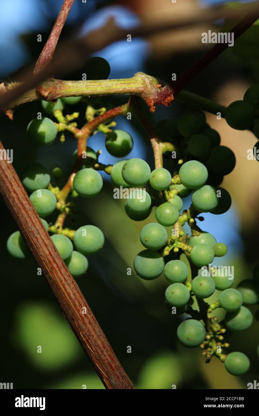 Uve verdi selvatiche immature che crescono sulla vite, Hokkaido Giappone Foto Stock