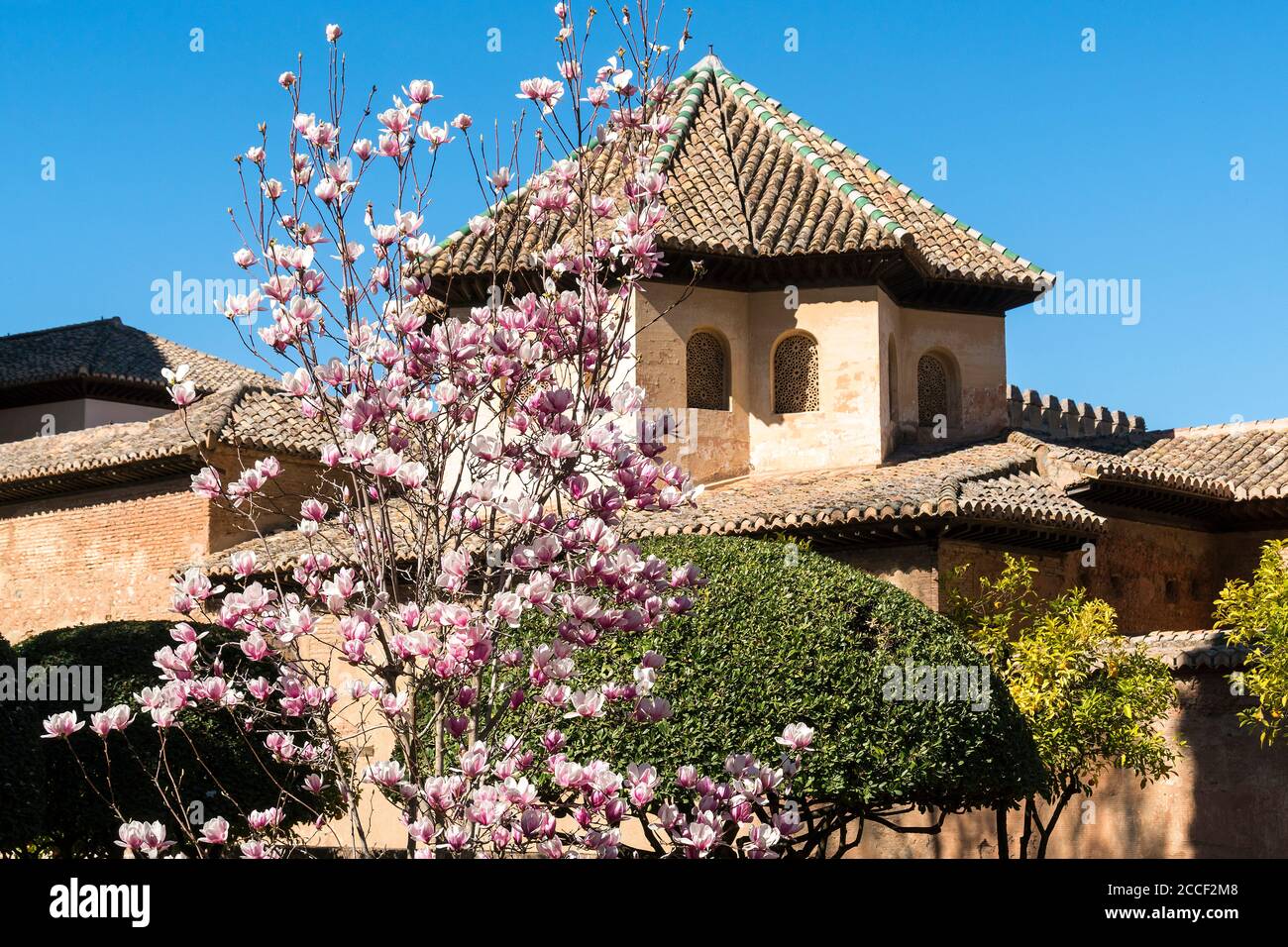 Spagna, Granada, Alhambra, Partal, Palacio del Partal, magnolia in fiore Foto Stock