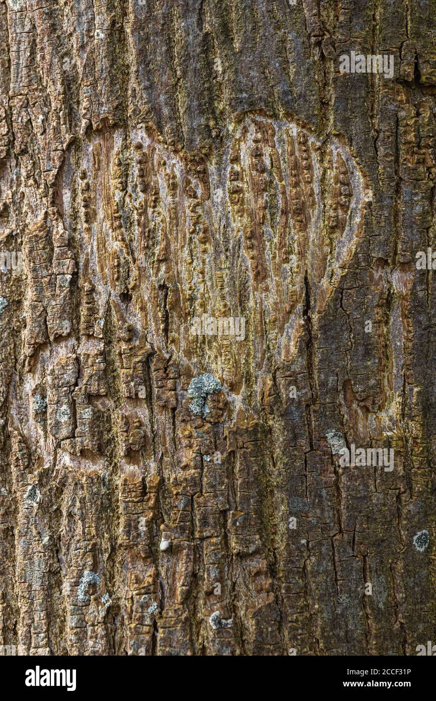 Cuore e iniziali scolpite in un tronco di albero Foto Stock