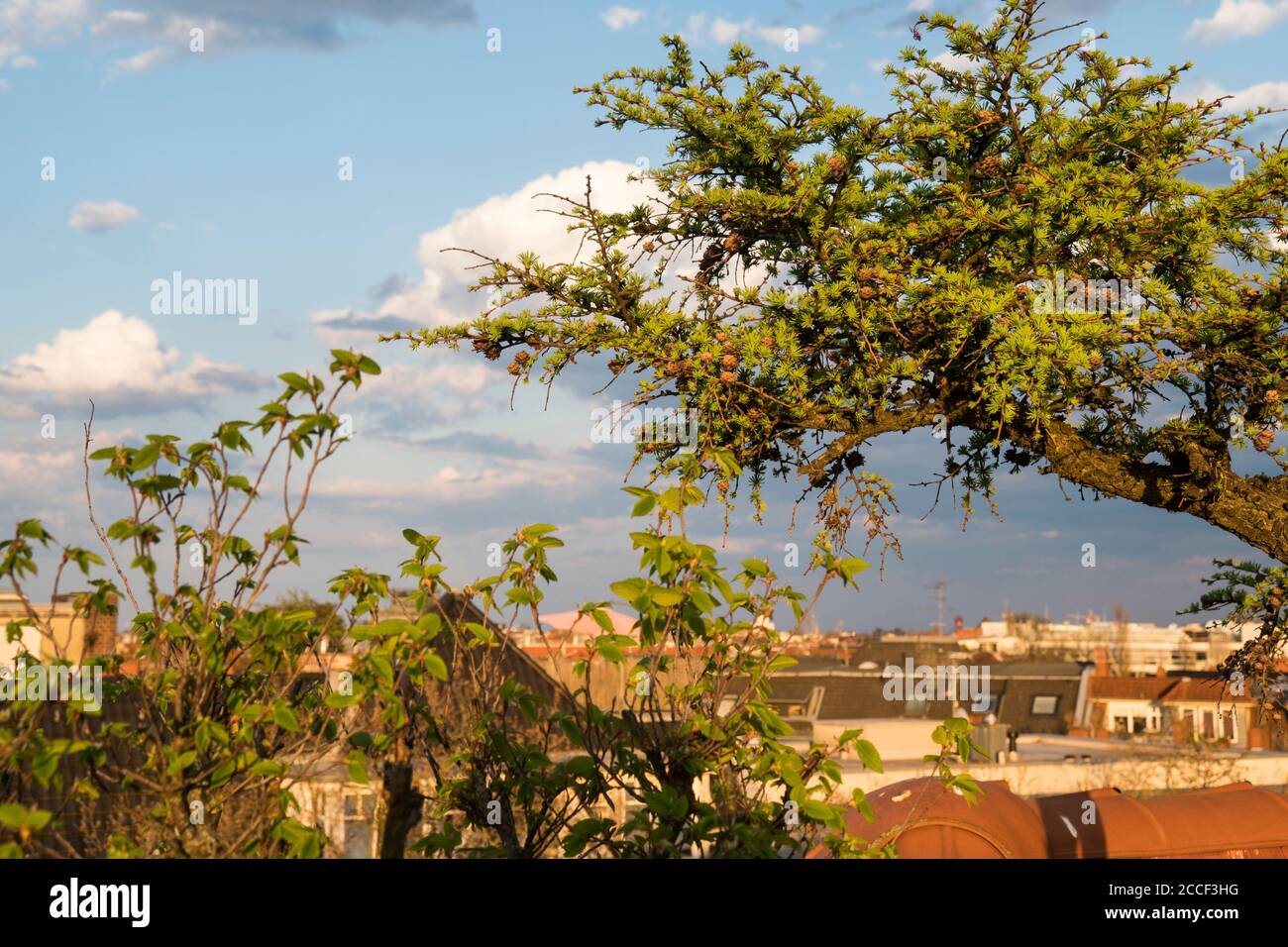 Berlino, mansarda, terrazza, larice, Larix decidua, coni Foto Stock Berlino, mansarda, terrazza, larice, Larix decidua, coni Foto Stock