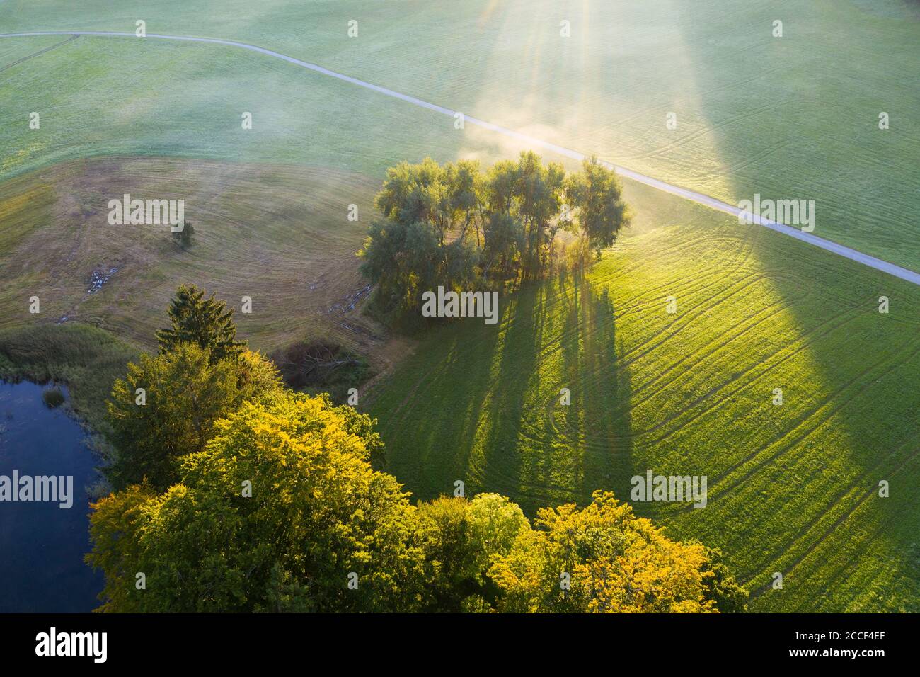 Grumo di alberi nella nebbia mattutina, Ziegelweiher, vicino a Egling, Tölzer Land, vista aerea, alta Baviera, Baviera, Germania Foto Stock